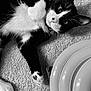 cat, black_and_white, carpet, plates, stacked_plates, domestic, pet, whiskers, curious, texture, lying_down, close_up, animal, floor, indoor, feline, paw, resting, monochrome, household