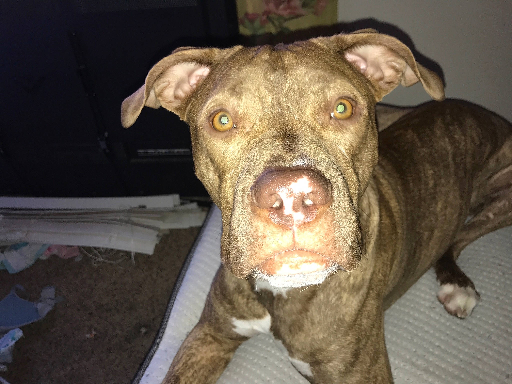 Zuse is registered to the contest to win money with this photo: canidae, carnivore, collar, companion_dog, dog, dog_breed, eye, fawn, fur, hunting_dog, jaw, liver, non_sporting_group, pet_supply, snout, sporting_group, terrestrial_animal, whiskers, working_animal, working_dog