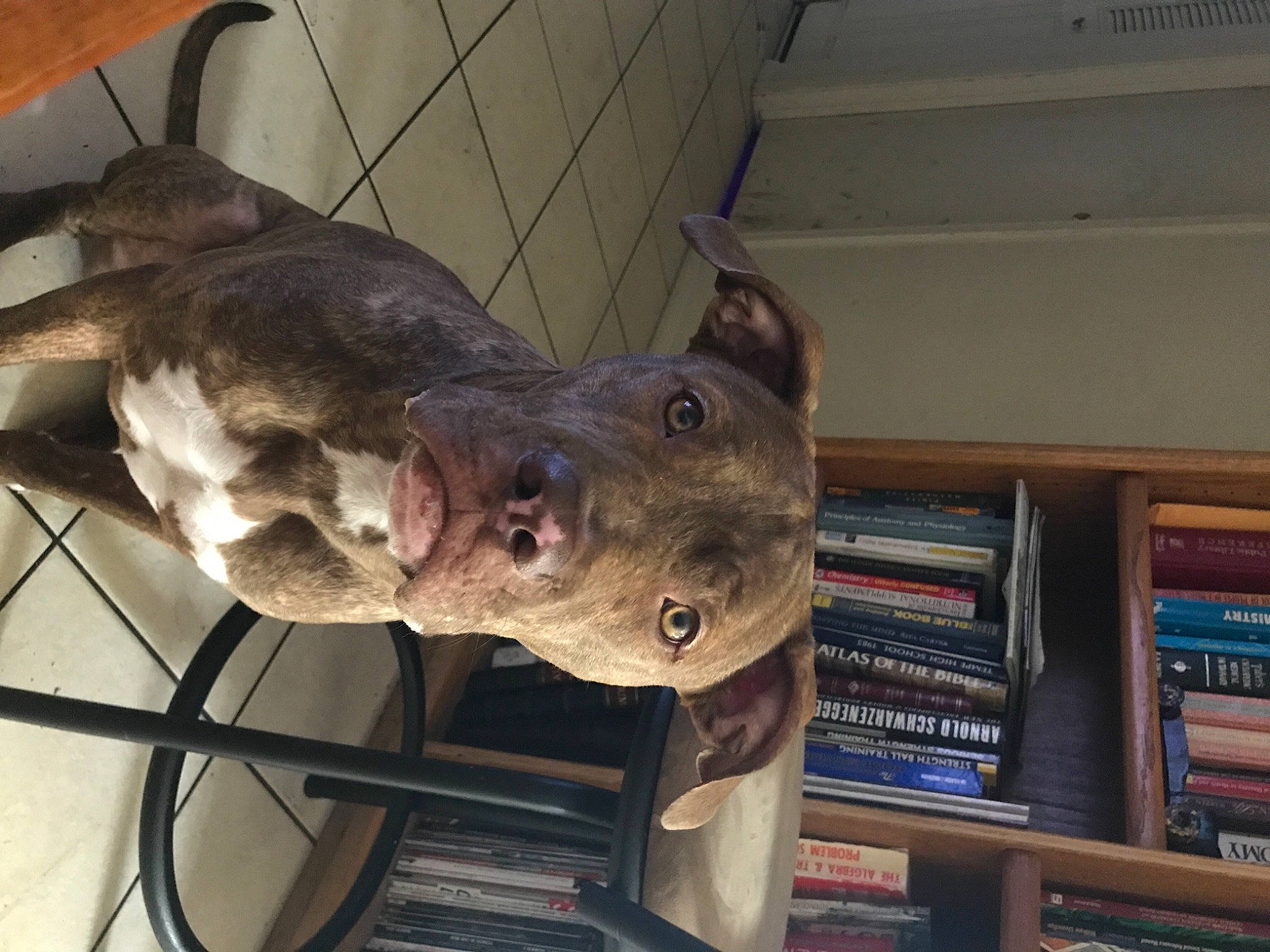 Zuse is registered to the contest to win money with this photo: book, bookcase, canidae, carnivore, dog, dog_breed, fang, fawn, jaw, liver, metal, publication, sculpture, shelf, shelving, snout, sporting_group, terrestrial_animal, wood, working_animal