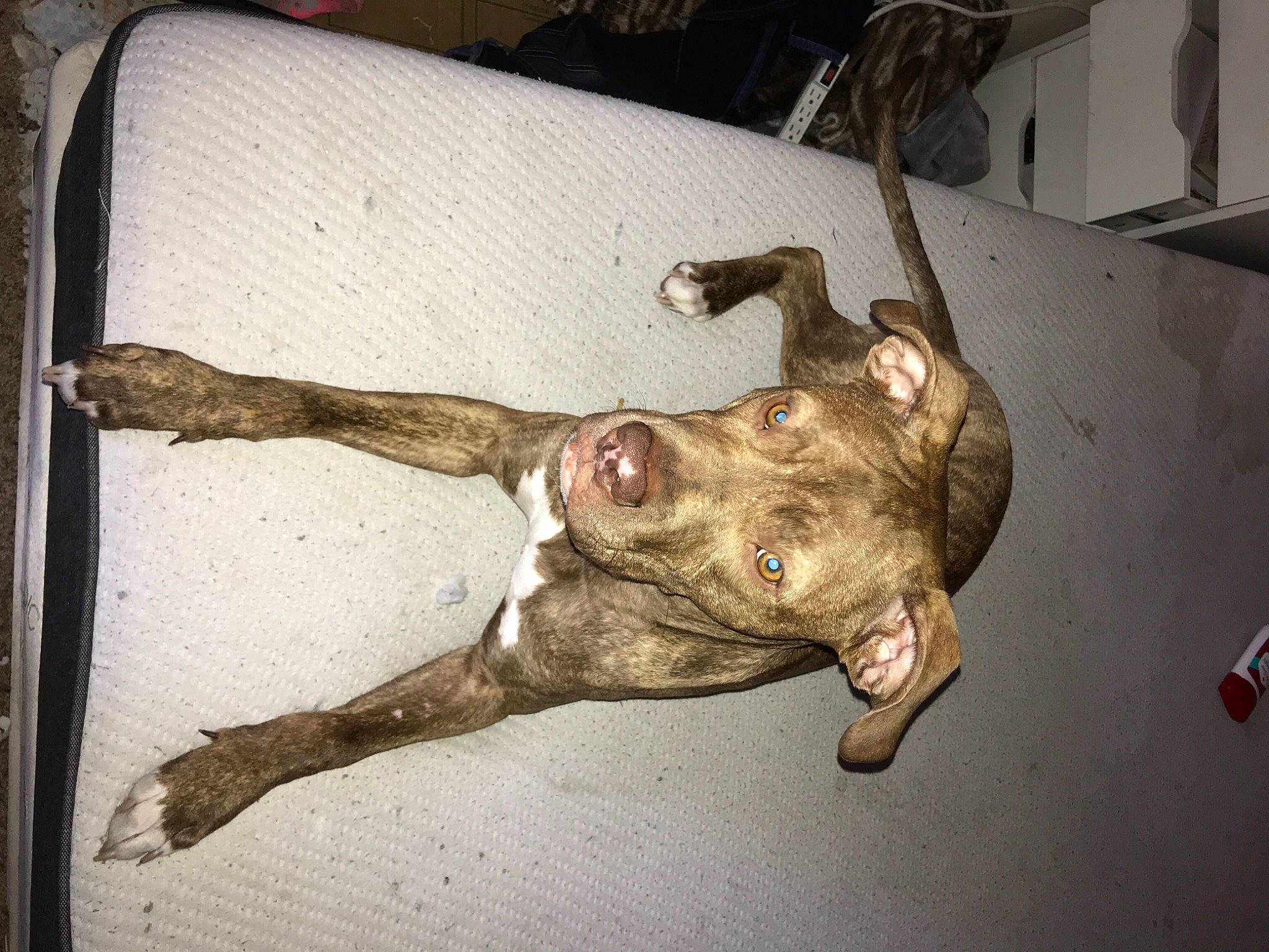 Zuse is registered to the contest to win money with this photo: art, canidae, fawn, flesh, jaw, metal, natural_material, plant, snout, sporting_group, tail, terrestrial_animal, tree, wood