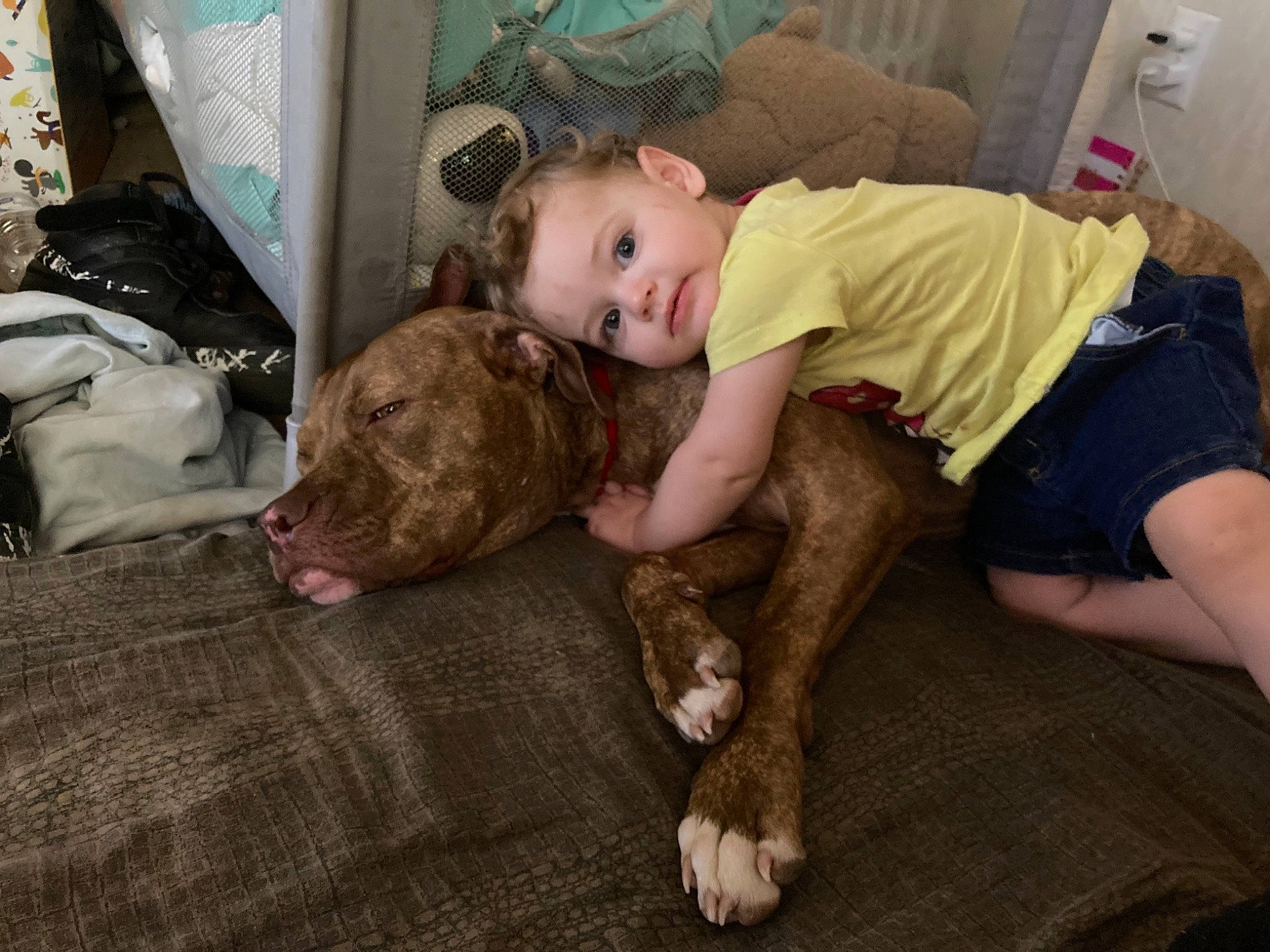 Zuse is registered to the contest to win money with this photo: baby, bed, chair, child, comfort, companion_dog, dog, dog_breed, fawn, flooring, fun, fur, lap, room, shorts, sitting, sporting_group, toddler, vertebrate, wood