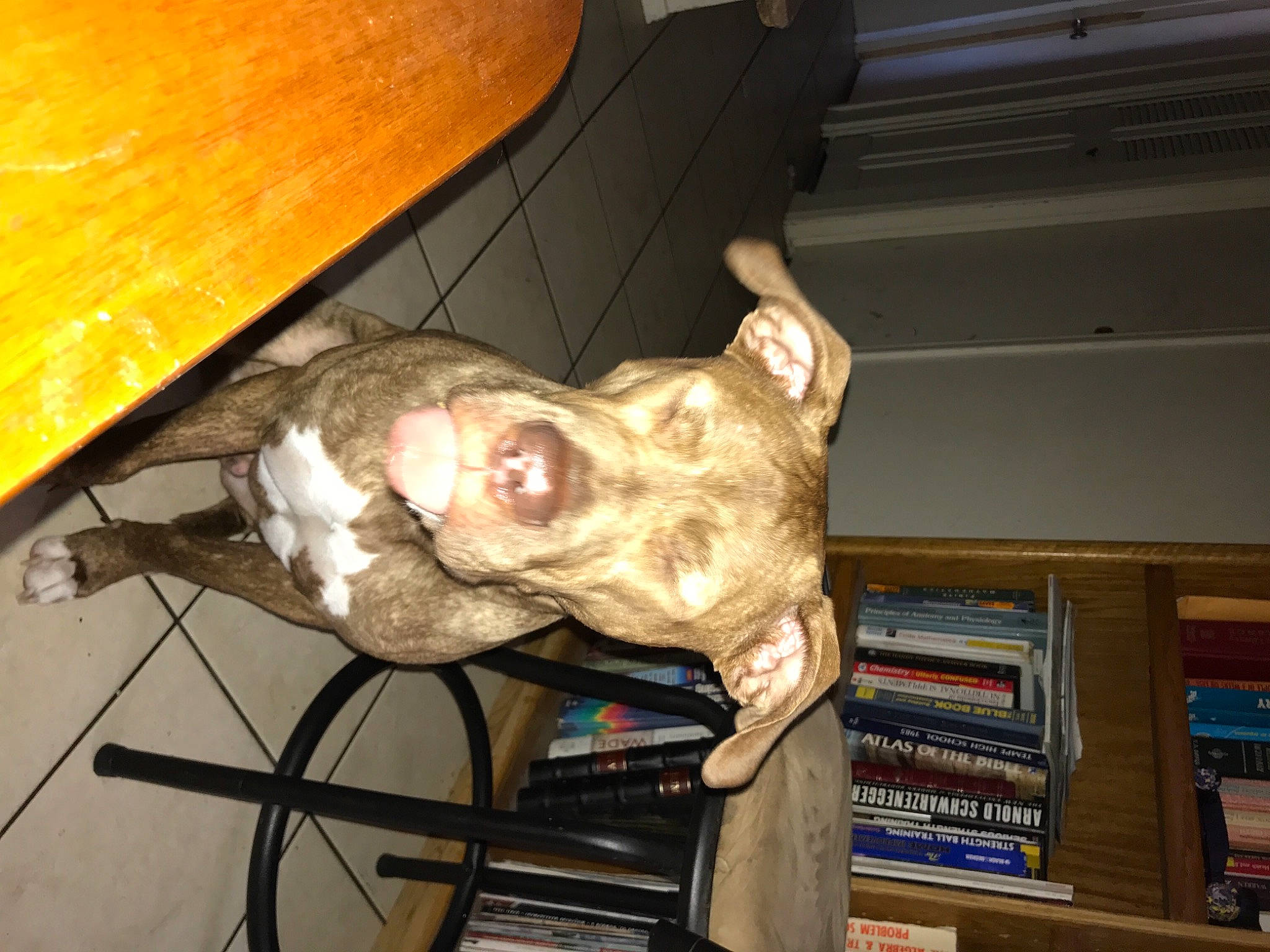 Zuse joined the competition — help win amazing prizes! bookcase, canidae, carnivore, dog, dog_breed, ear, fawn, flesh, fur, hardwood, jaw, personal_protective_equipment, snout, sporting_group, table, varnish, whiskers, wood, wood_stain, working_animal