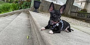 Ivy Calypso joined the competition — help win amazing prizes! animal, black_dog, canine, concrete, curious, daylight, dog, ears, garden, greenery, harness, lying_down, outdoor, pet, puppy, resting, side_view, small_dog, steps, stone_wall
