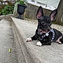dog, puppy, black_dog, small_dog, pet, outdoor, concrete, steps, harness, ears, animal, lying_down, curious, side_view, garden, greenery, stone_wall, daylight, canine, resting