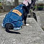 dog, puppy, denim_overalls, pink_bow, outdoor, concrete, tree, tent, curious, small_dog, black_dog, pet, animal, ears, tail, back_view, casual, cute, young_dog, sitting