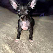 Ivy Calypso joined the competition — help win amazing prizes! puppy, dog, small_dog, black_and_white, ears, alert, blanket, indoor, pet, cute, young, animal, fur, bed, soft, portrait, front_view, looking_at_camera, domestic_animal, adorable