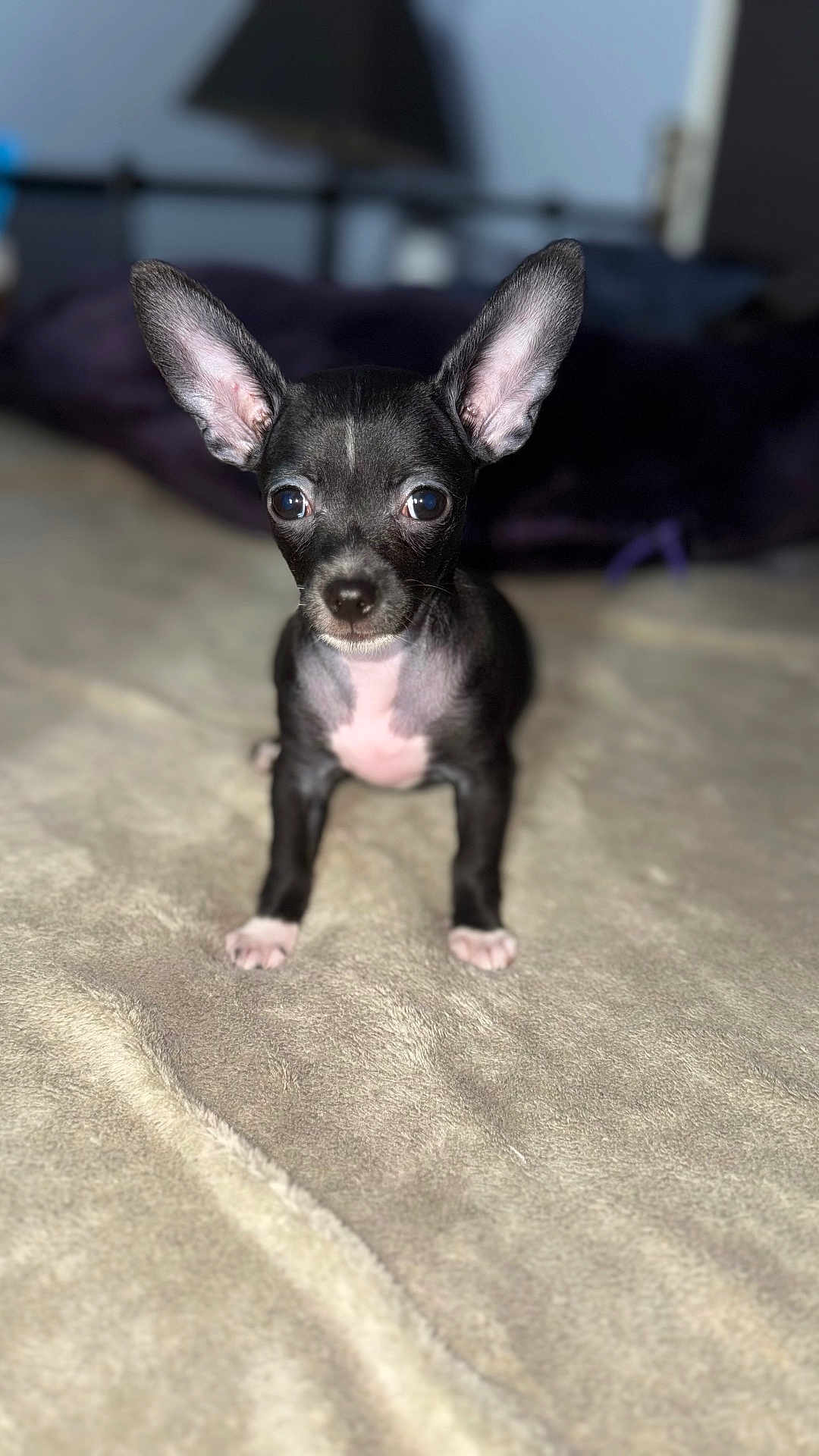 Ivy Calypso joined the competition — help win amazing prizes! puppy, dog, small_dog, black_and_white, ears, alert, blanket, indoor, pet, cute, young, animal, fur, bed, soft, portrait, front_view, looking_at_camera, domestic_animal, adorable