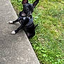 dog, puppy, black_dog, small_dog, harness, ears, grass, concrete, outdoor, pet, animal, sidewalk, leash, cute, young_dog, nature, playing, walking, mammal, daylight