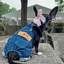 dog, puppy, denim, clothing, bow, black_dog, outdoor, tree, stone_surface, pet, cute, small_dog, animal, blurred_background, ears, tail, sitting, fashion, accessory, daylight