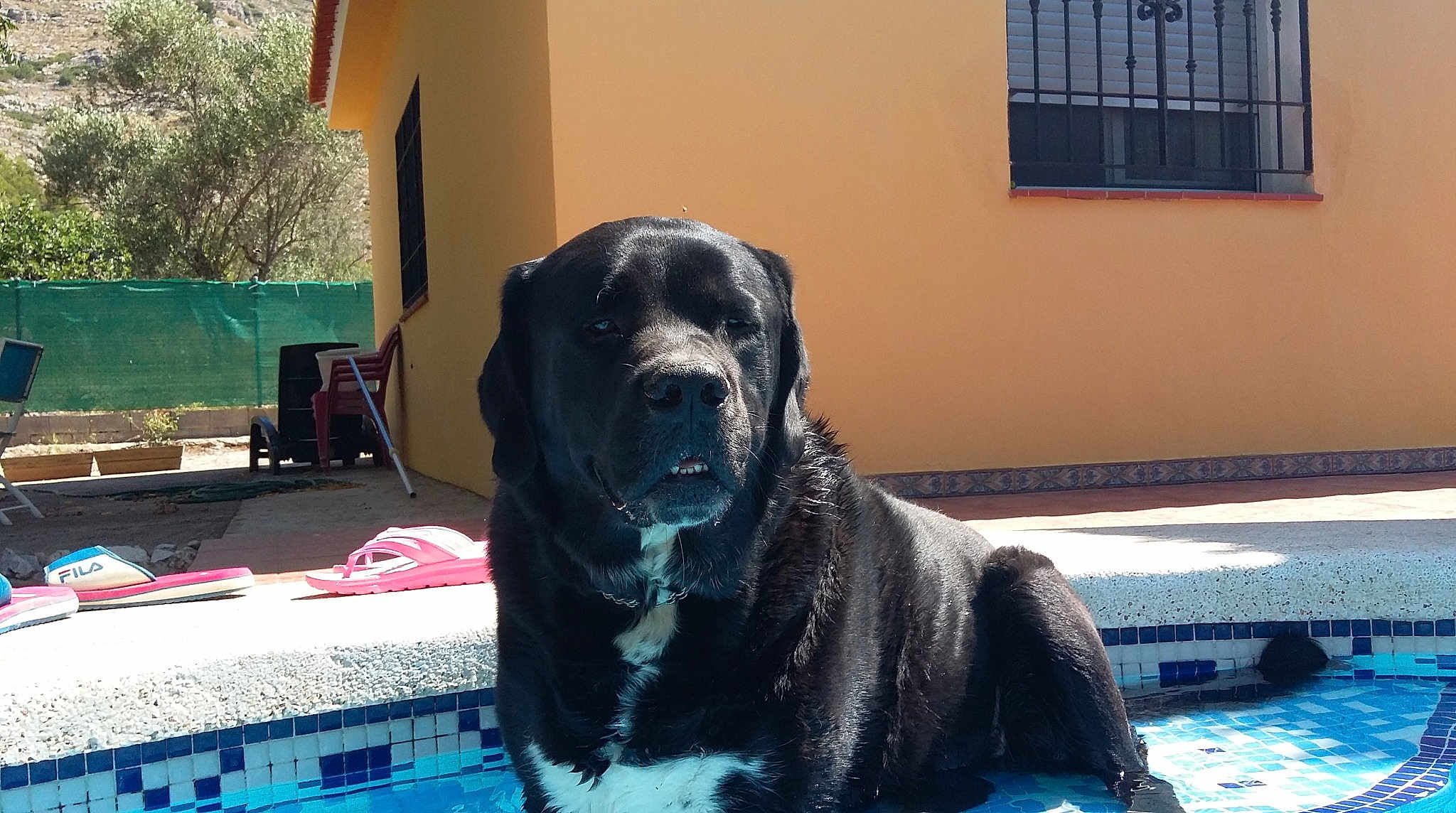 Marley