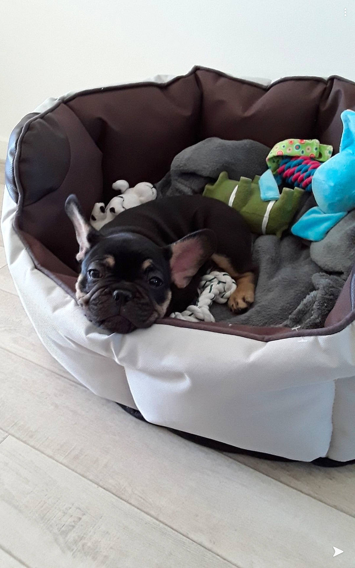 Ruben participe au concours pour gagner de l'argent avec cette photo : canidae, carnivore, comfort, companion_dog, couch, dog, dog_bed, dog_breed, fawn, french_bulldog, furniture, loveseat, nap, non_sporting_group, pug, puppy, toy_dog
