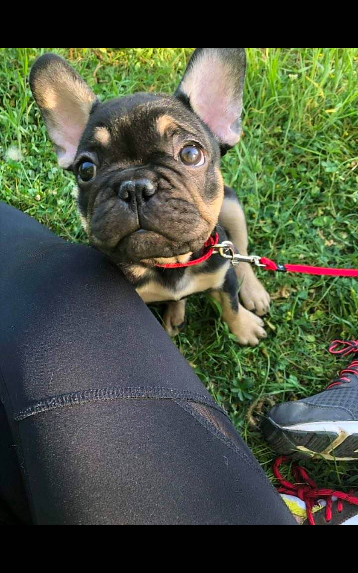 Ruben participe au concours pour gagner de l'argent avec cette photo : boston_terrier, bulldog, canidae, carnivore, companion_dog, dog, dog_breed, dog_collar, fawn, french_bulldog, grass, mammal, molosser, non_sporting_group, puppy, rare_breed_dog, snout, sporting_group, toy_bulldog, vertebrate
