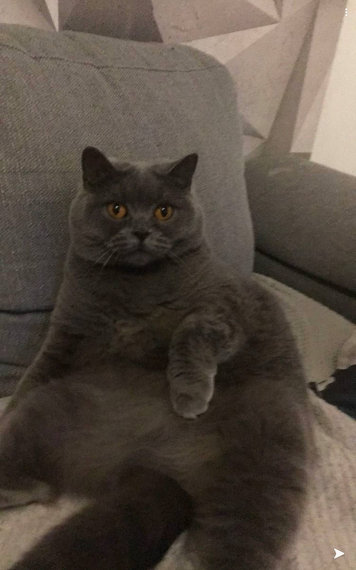 Lancome a rejoint le concours — aidez-le/la à gagner de superbes lots ! asian, british_longhair, british_semi_longhair, british_shorthair, carnivore, cat, chartreux, domestic_short_haired_cat, eye, felidae, kitten, korat, mammal, nebelung, russian_blue, scottish_fold, small_to_medium_sized_cats, snout, vertebrate, whiskers