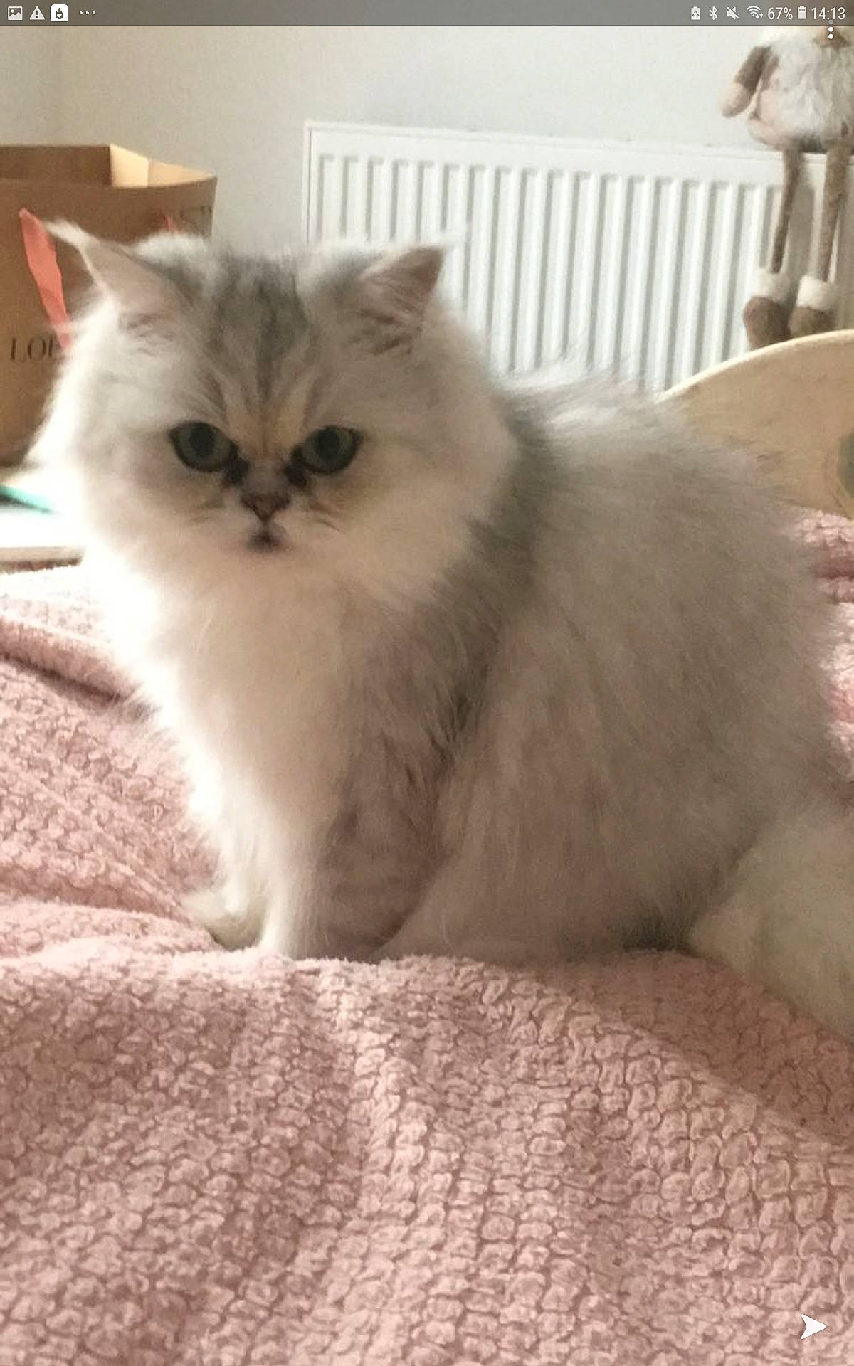 Mayline participe au concours pour gagner de l'argent avec cette photo : asian, asian_semi_longhair, british_longhair, british_semi_longhair, burmilla, carnivore, cat, domestic_long_haired_cat, eye, fawn, felidae, himalayan, kitten, mammal, napoleon_cat, persian, ragdoll, small_to_medium_sized_cats, vertebrate, whiskers