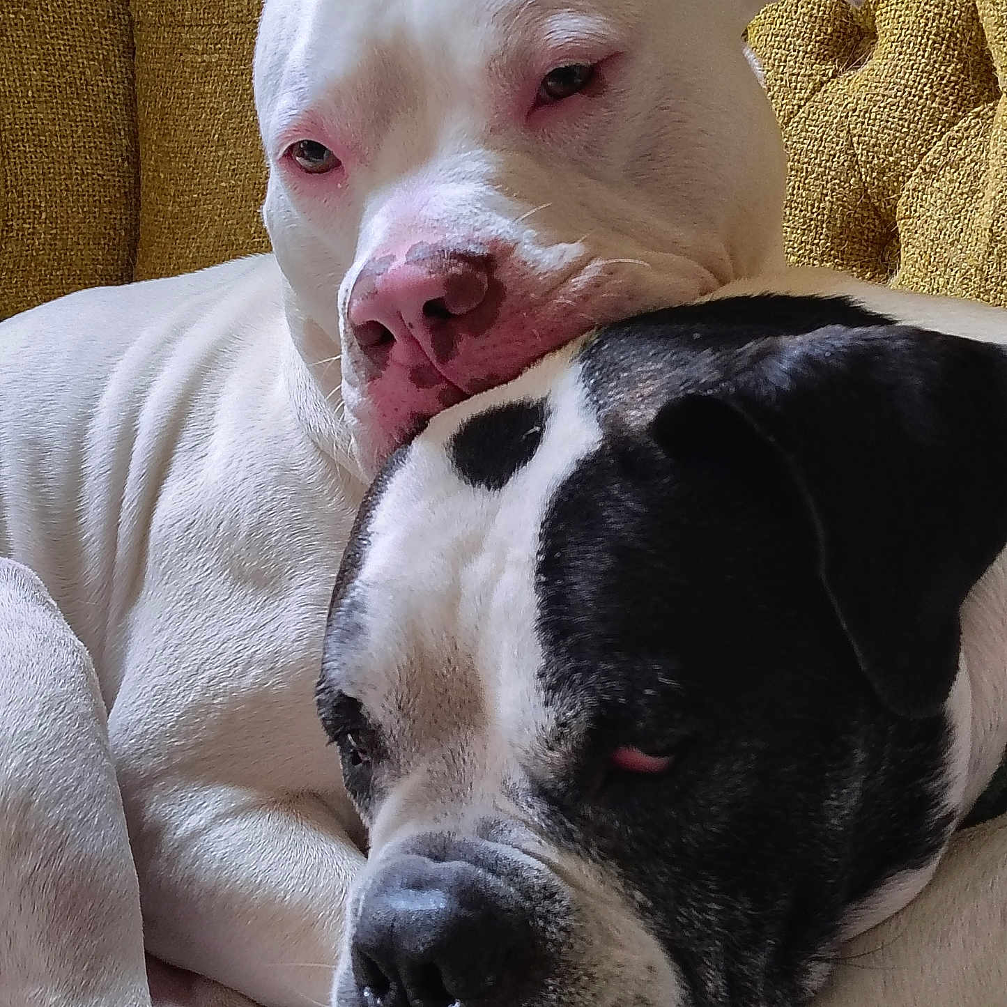 Cooper N Zealous is registered to the contest to win money with this photo: animal, black_and_white_dog, close_up, companionship, couch, cozy, cute, cute_moment, dog, friendship, fur, furniture, head, indoors, mammal, pets, relaxation, resting, snuggling, white_dog