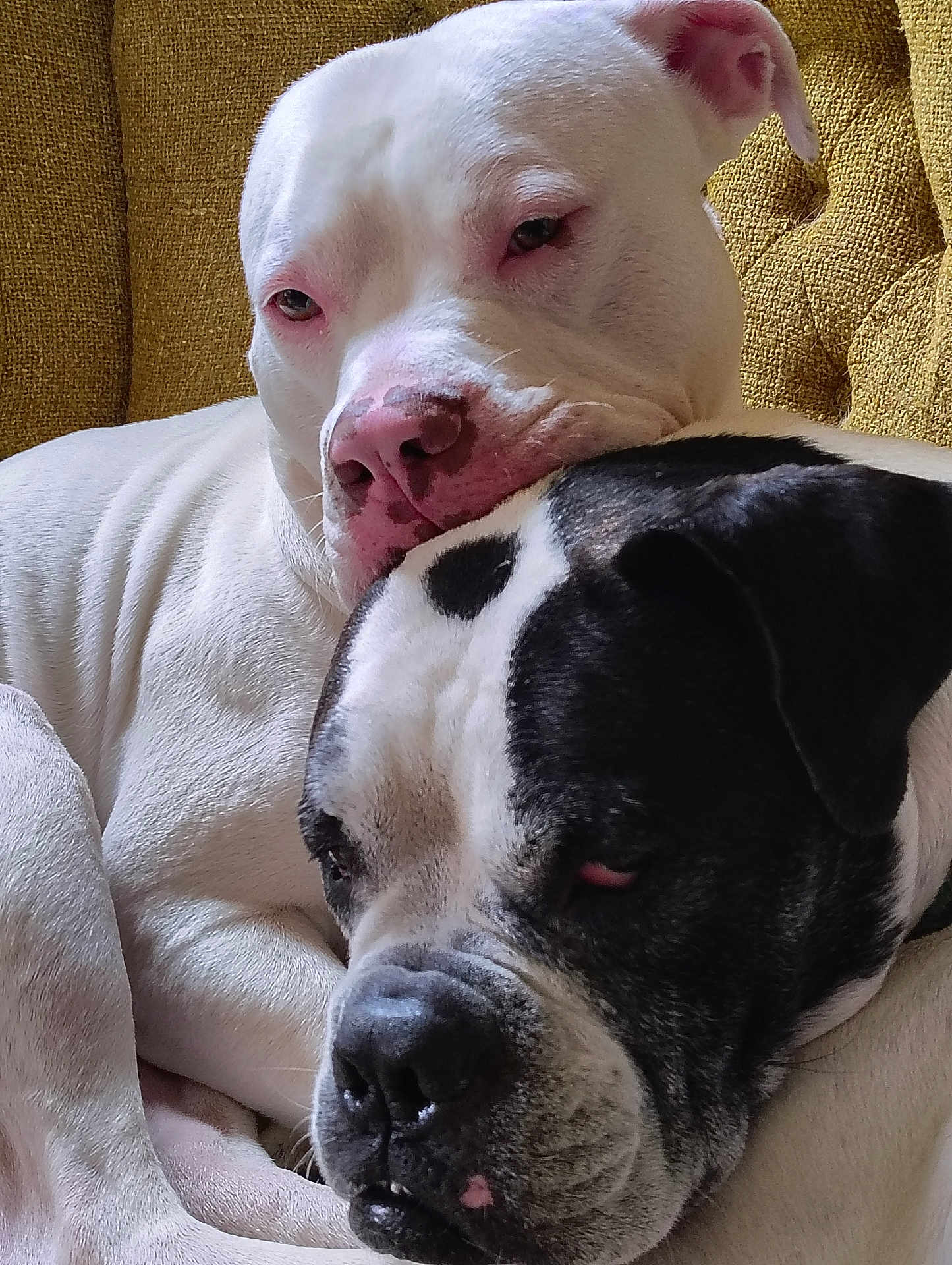 Cooper N Zealous is registered to the contest to win money with this photo: dog, white_dog, black_and_white_dog, pets, snuggling, couch, furniture, close_up, resting, companionship, cozy, indoors, animal, mammal, cute, friendship, relaxation, fur, head, cute_moment
