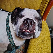 Cooper N Zealous joined the competition — help win amazing prizes! dog, resting, sleeping, close_up, indoor, furniture, armchair, yellow, texture, canine, pet, napping, harness, black_and_white, snout, teeth, portrait, relaxation, cute, animal