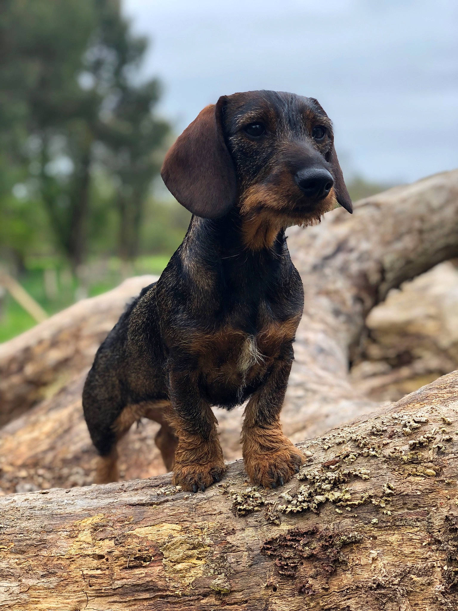 Tequila participe au concours pour gagner de l'argent avec cette photo : canidae, carnivore, cloud, companion_dog, dog, dog_breed, fawn, gun_dog, hound, hunting_dog, landscape, liver, sky, soil, sporting_group, terrestrial_animal, tree, wood, working_animal