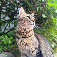 Natcho participe au concours pour gagner de l'argent avec cette photo : animal, calm, cat, closeup, domestic_cat, eyes, flora, fur, greenery, looking_away, mammal, nature, outdoor, pet, plants, portrait, soft_light, tabby, whiskers, wildlife