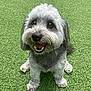 Gunner joined the competition — help win amazing prizes! dog, gray_dog, pet, grass, outdoor, happy, sitting, cute, fur, animal, smiling, canine, playful, friendly, tongue, eyes, nose, paws, mammal, nature
