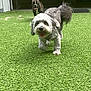 Gunner joined the competition — help win amazing prizes! dog, dogs, playing, artificial_grass, indoor, outdoor, pet, happy, running, gray_dog, brindle_dog, canine, fur, mouth_open, tongue_out, daylight, leisure, animal, friendly, active