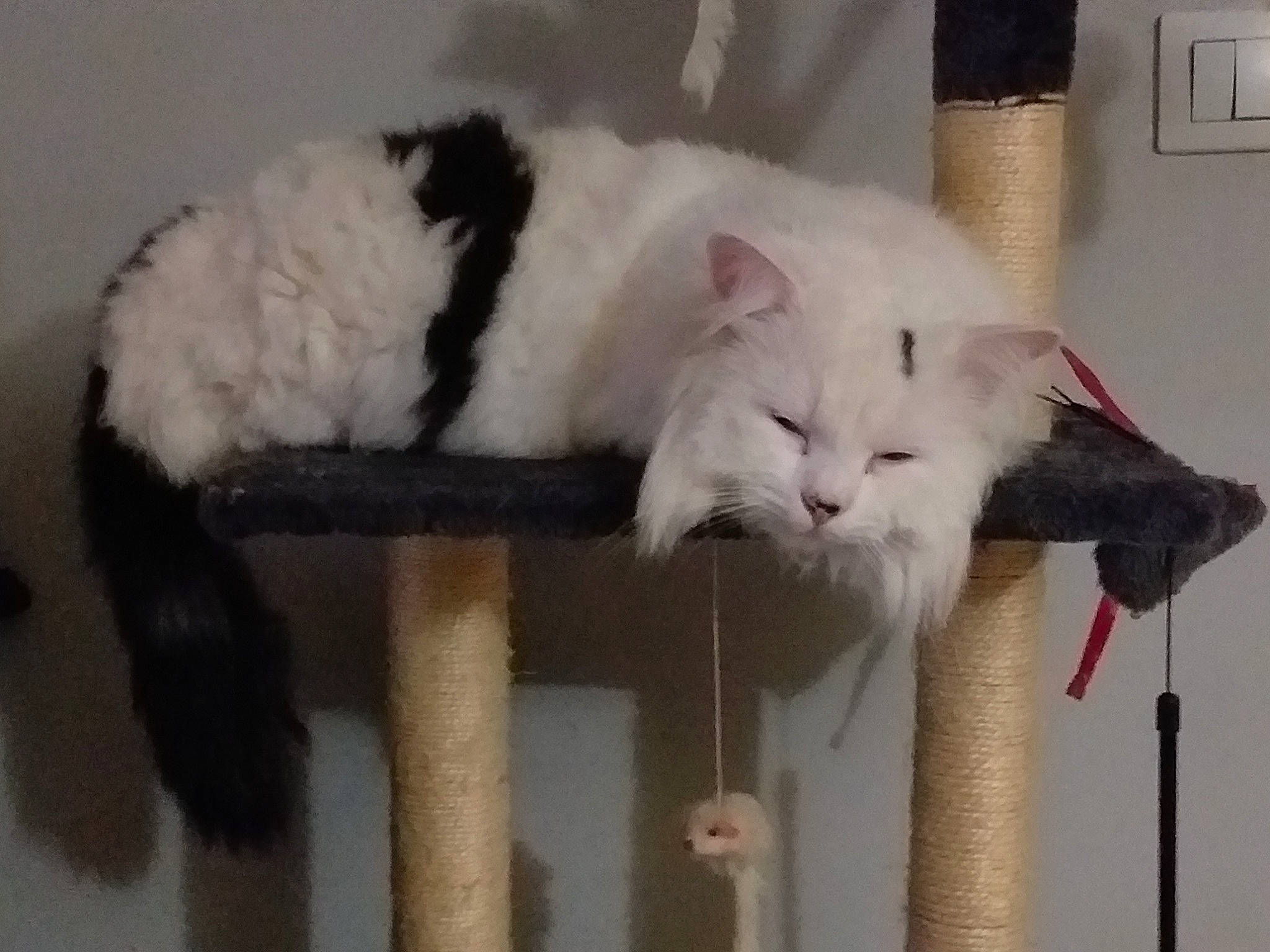 Pégase participe au concours pour gagner de l'argent avec cette photo : carnivore, cat, cat_supply, comfort, domestic_short_haired_cat, felidae, fur, natural_material, small_to_medium_sized_cats, tail, whiskers