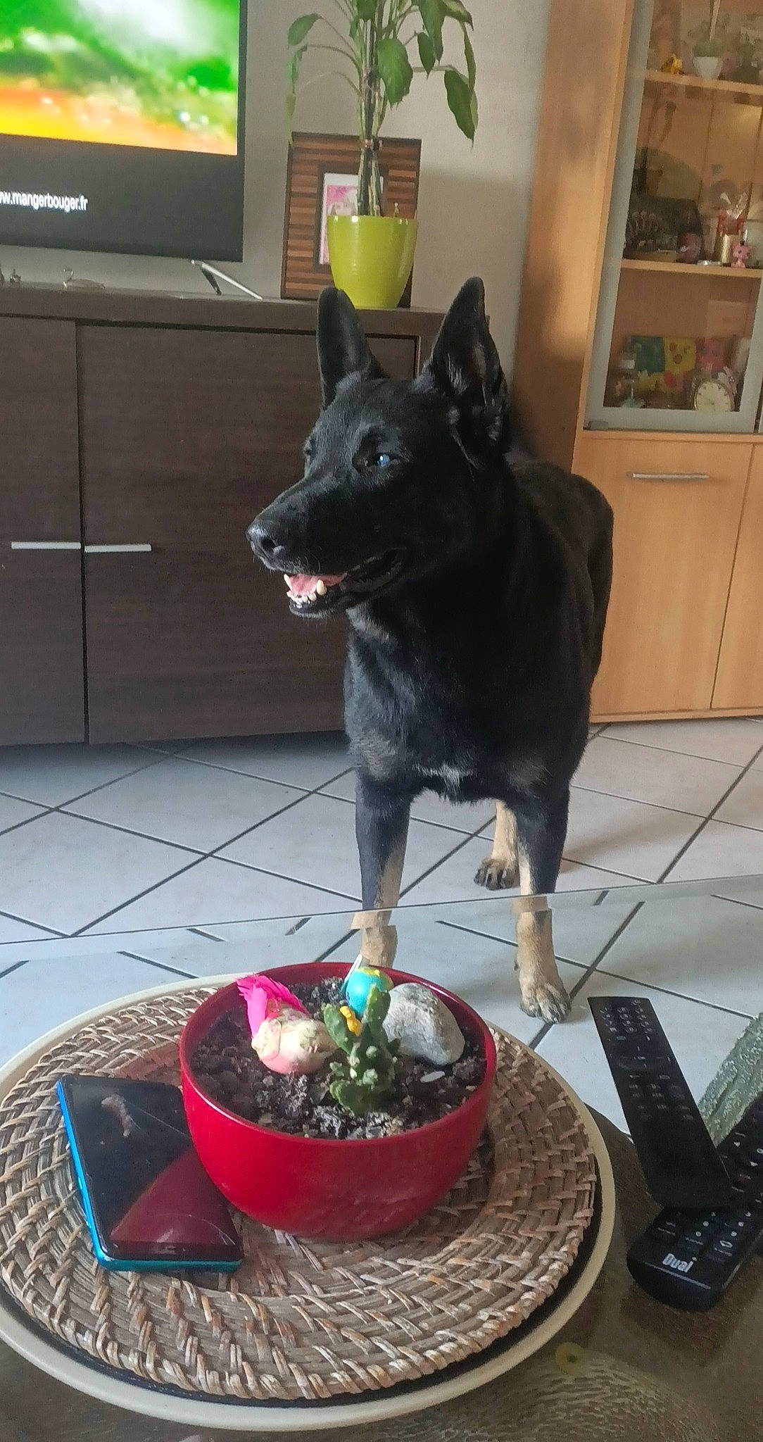 Marley participe au concours pour gagner de l'argent avec cette photo : australian_kelpie, black_norwegian_elkhound, canidae, carnivore, dog, dog_breed, formosan_mountain_dog, schipperke