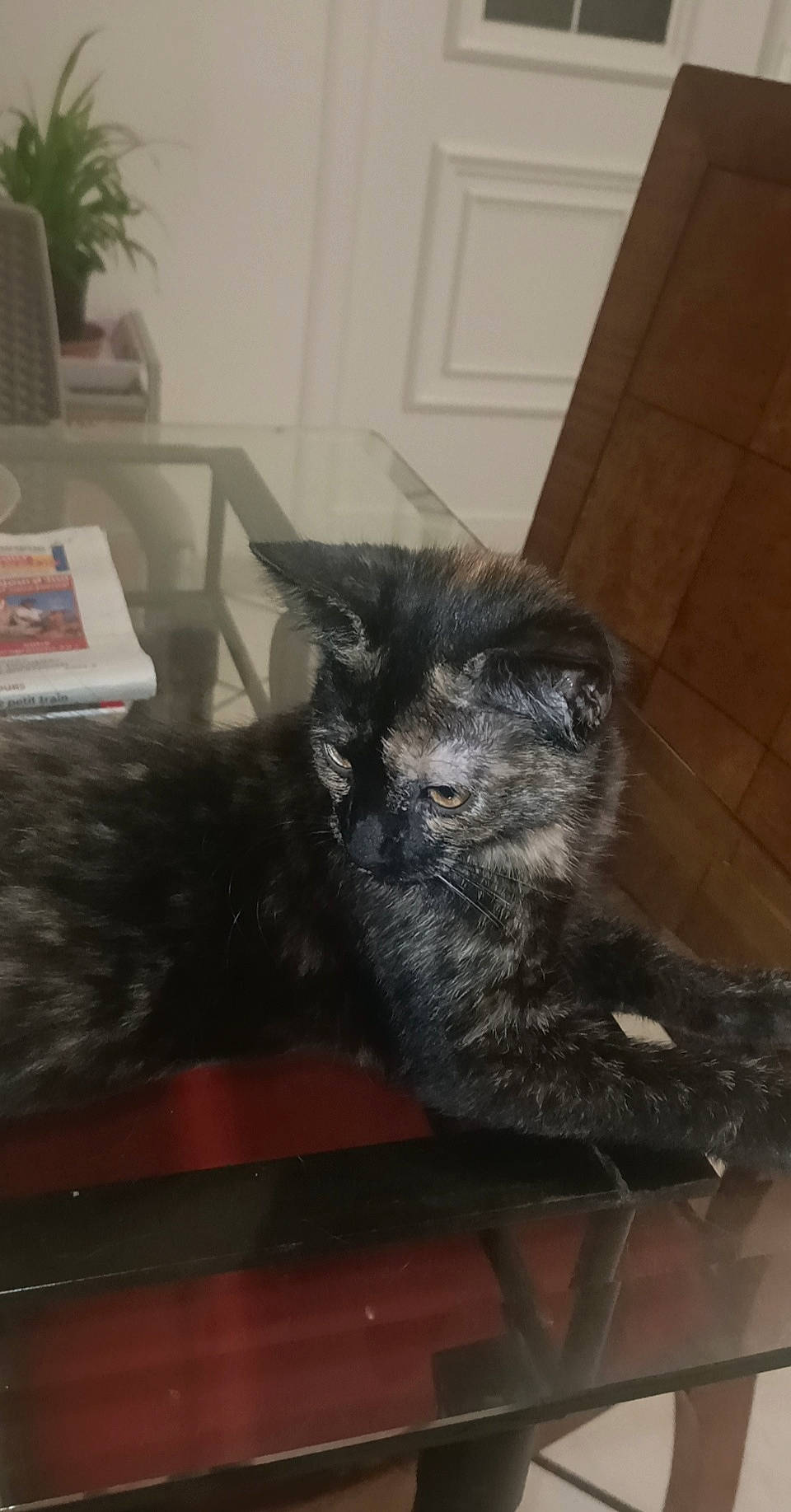 Roxy participe au concours pour gagner de l'argent avec cette photo : american_shorthair, carnivore, cat, european_shorthair, eye, felidae, fur, kitten, maine_coon, norwegian_forest_cat, small_to_medium_sized_cats, snout, tail, whiskers