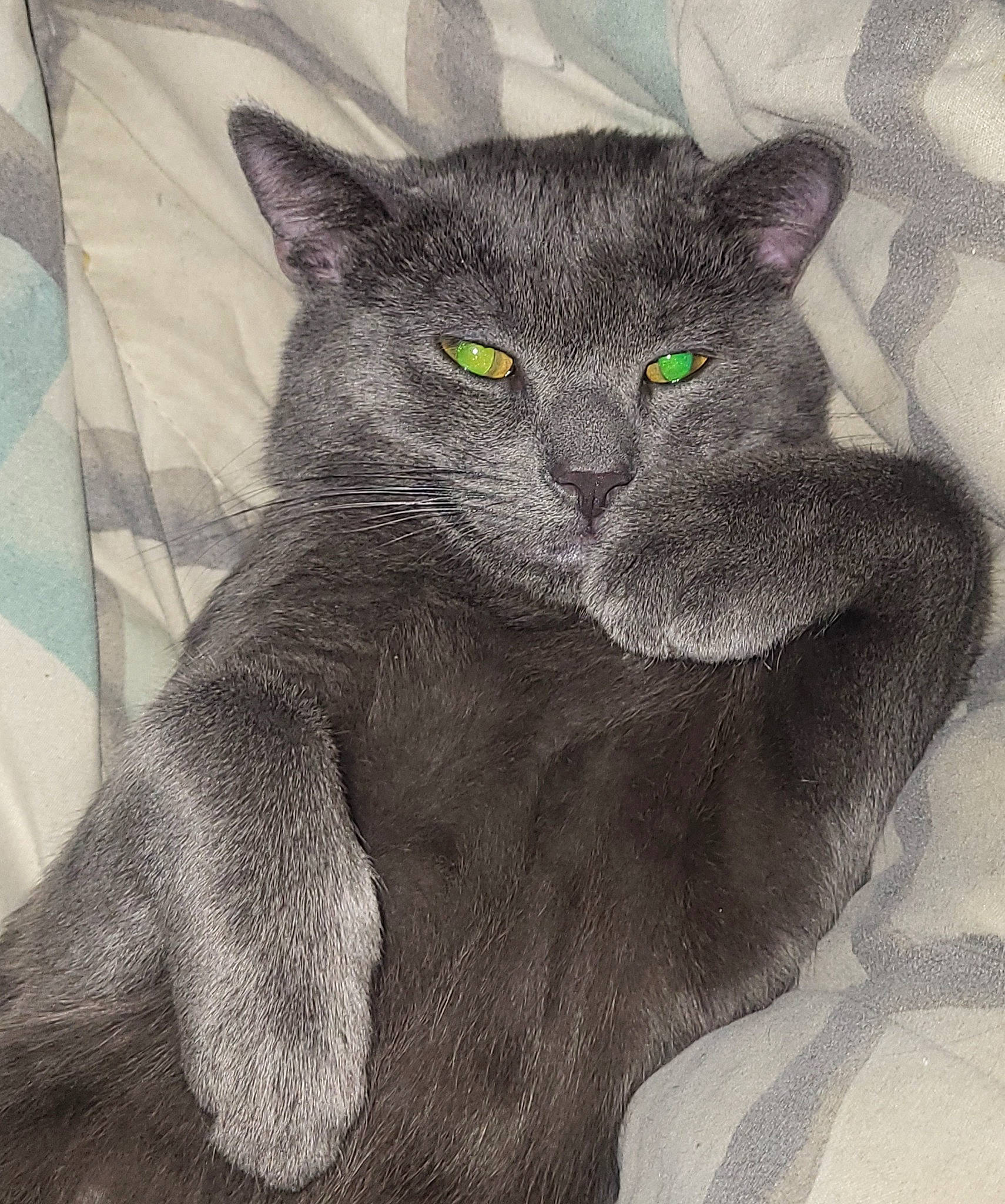 Dasher is registered to the contest to win money with this photo: art, black_cat, carnivore, cat, domestic_short_haired_cat, drawing, eye, felidae, font, fur, grey, illustration, iris, painting, photo_caption, russian_blue, small_to_medium_sized_cats, snout, tail, whiskers