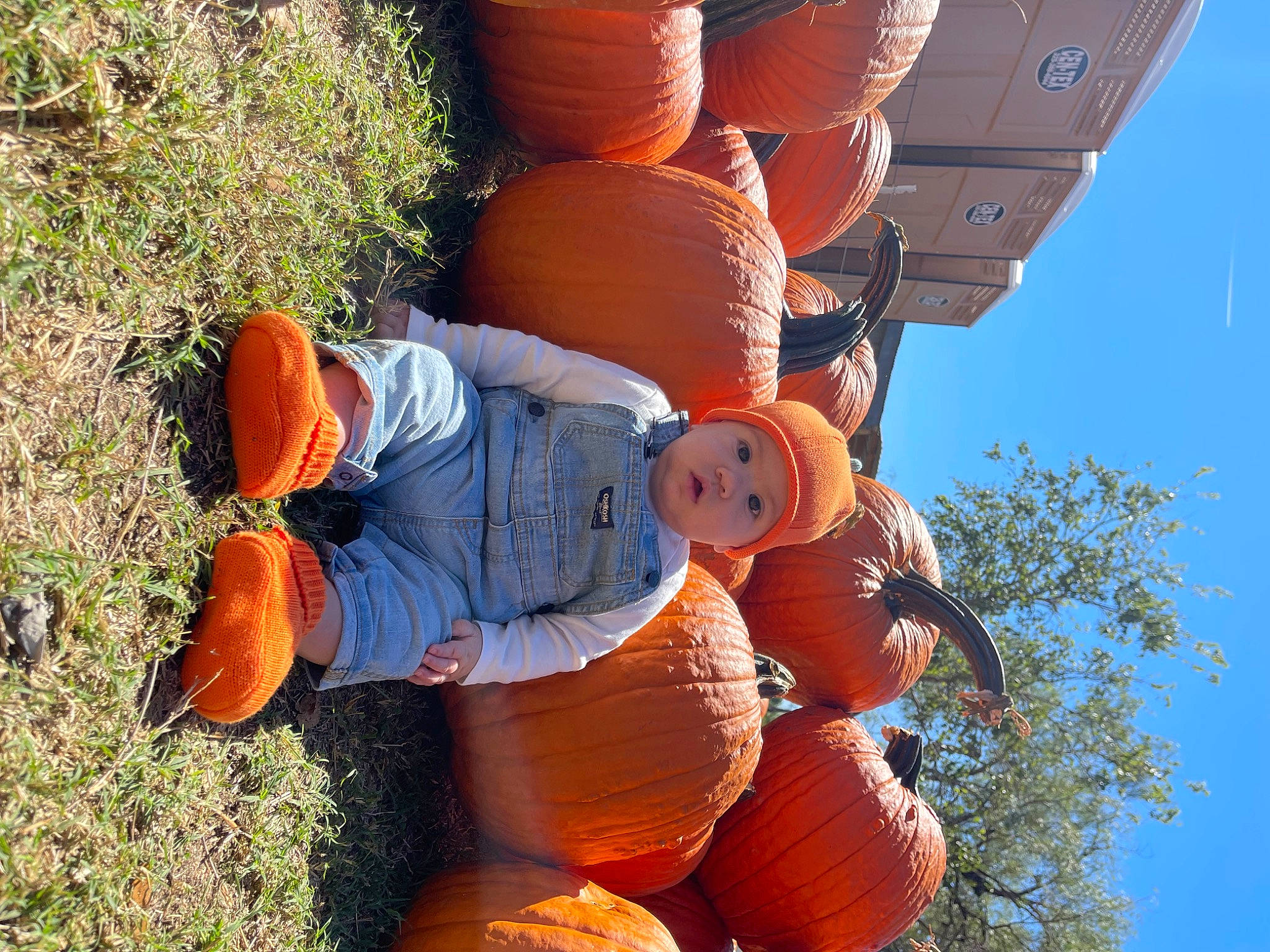 Beaux joined the competition — help win amazing prizes! botany, calabaza, cucurbita, gourd, grass, hat, headwear, jeans, leaf, natural_foods, orange, organ, organism, people_in_nature, person, plant, pumpkin, sky, squash, tree