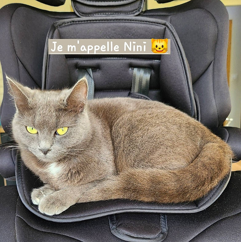 Nini participe au concours pour gagner de l'argent avec cette photo : auto_part, automotive_design, bag, car_seat, car_seat_cover, carnivore, cat, cat_supply, comfort, domestic_short_haired_cat, felidae, grey, luggage_and_bags, motor_vehicle, personal_luxury_car, small_to_medium_sized_cats, steering_wheel, vehicle, whiskers, window