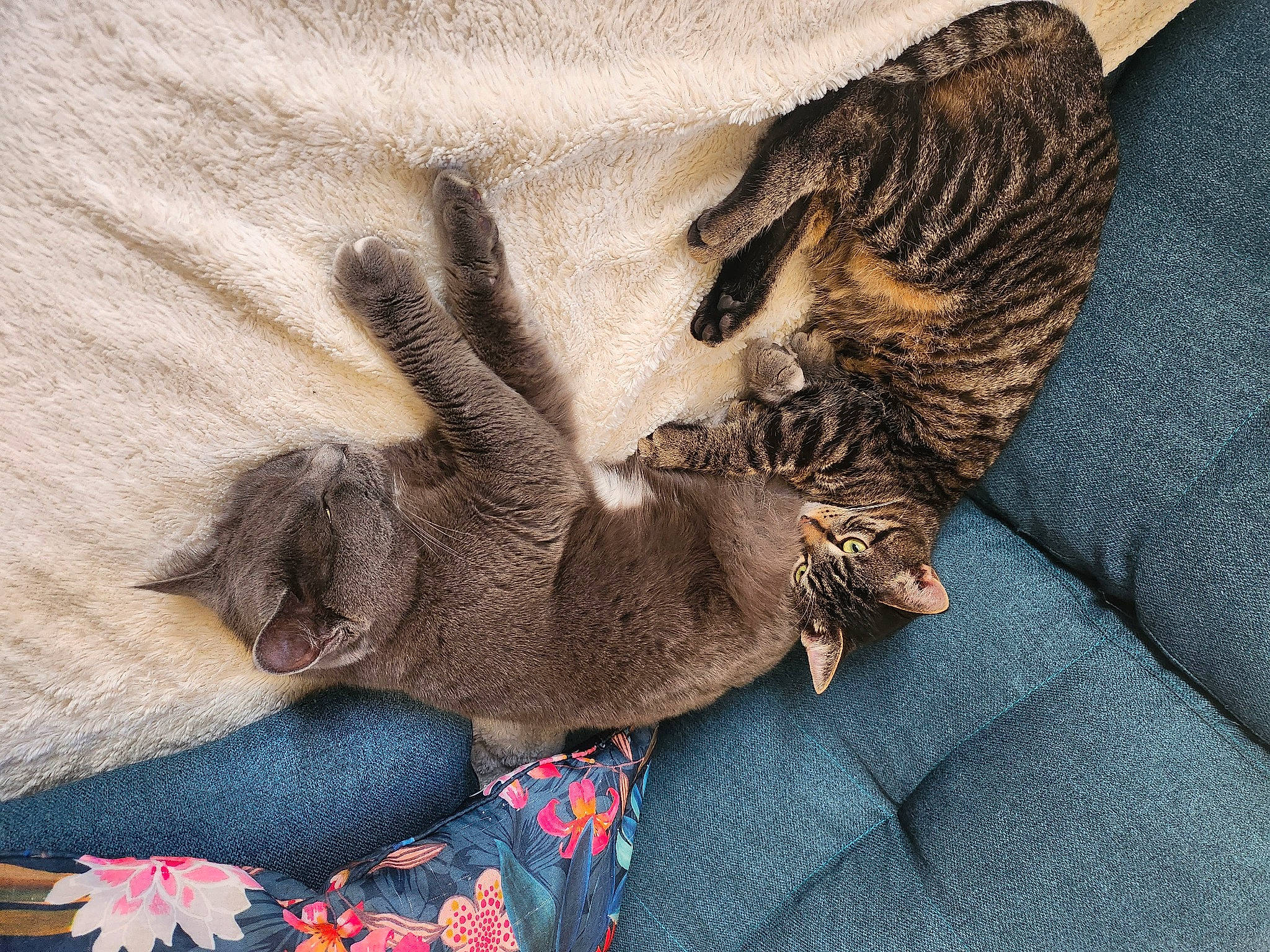 Nini a rejoint le concours — aidez-le/la à gagner de superbes lots ! carnivore, cat, claw, comfort, dog_breed, domestic_short_haired_cat, fawn, felidae, fur, grey, nap, pattern, paw, safety_glove, small_to_medium_sized_cats, tail, terrestrial_animal, whiskers, wildlife, wood