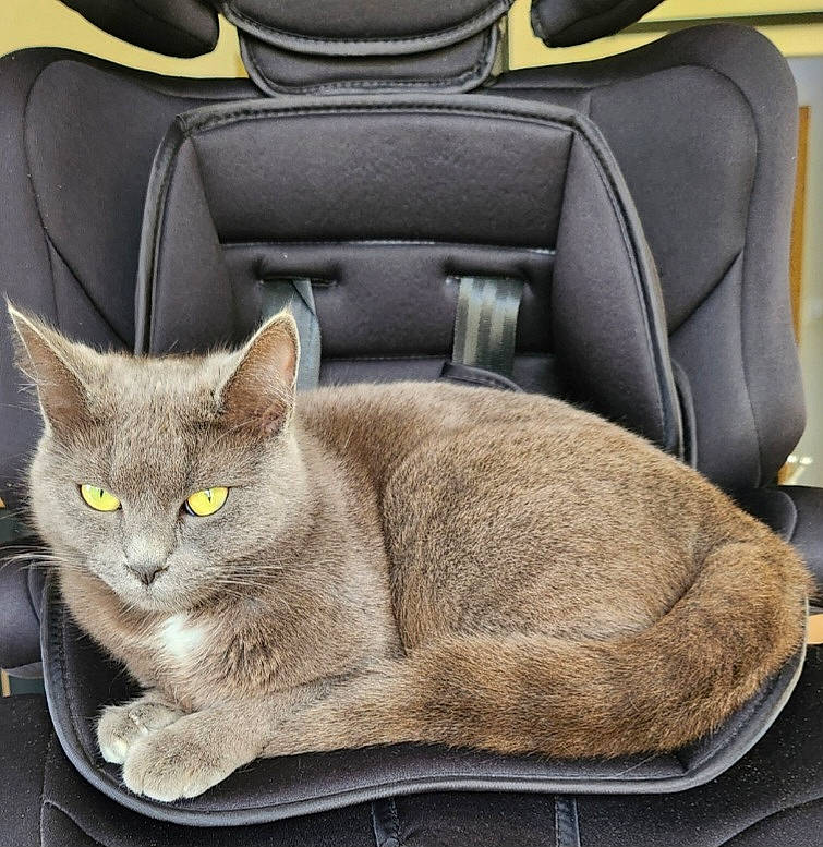 Nini participe au concours pour gagner de l'argent avec cette photo : armrest, auto_part, automotive_design, car_seat, car_seat_cover, carnivore, cat, cat_supply, comfort, domestic_short_haired_cat, felidae, grey, head_restraint, luxury_vehicle, motor_vehicle, personal_luxury_car, russian_blue, small_to_medium_sized_cats, whiskers, window