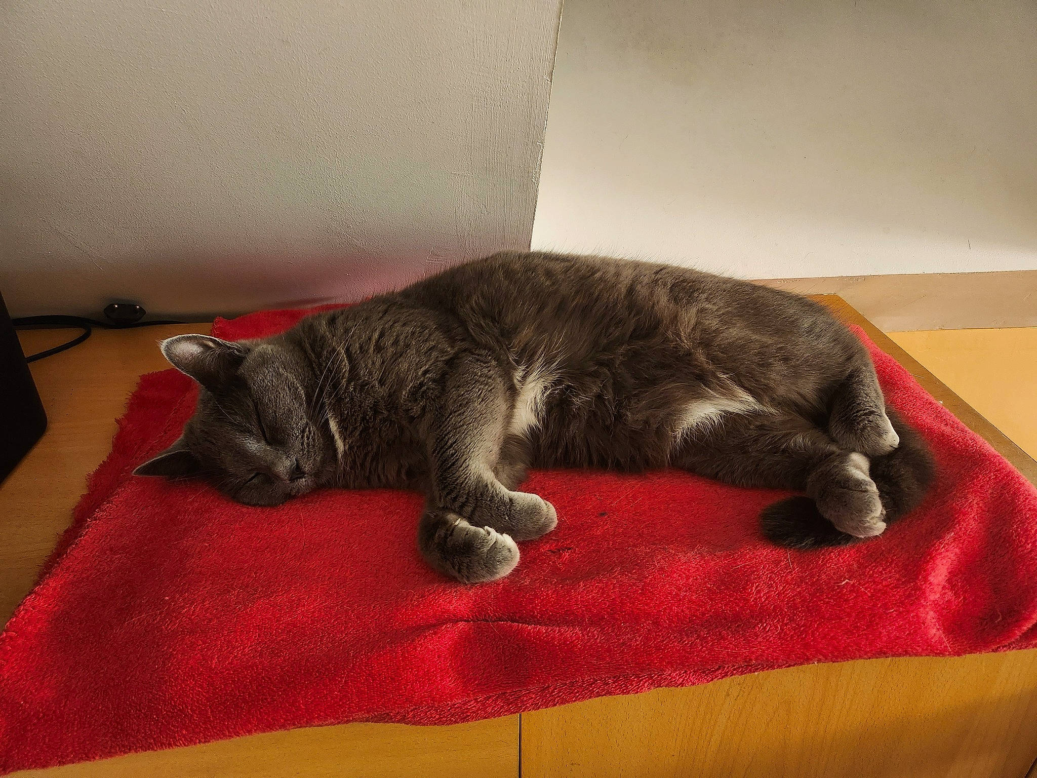 Nini a rejoint le concours — aidez-le/la à gagner de superbes lots ! carnivore, cat, claw, comfort, domestic_short_haired_cat, felidae, flooring, fur, grey, linens, nap, paw, sleep, small_to_medium_sized_cats, snout, sporting_group, tail, terrestrial_animal, textile, whiskers