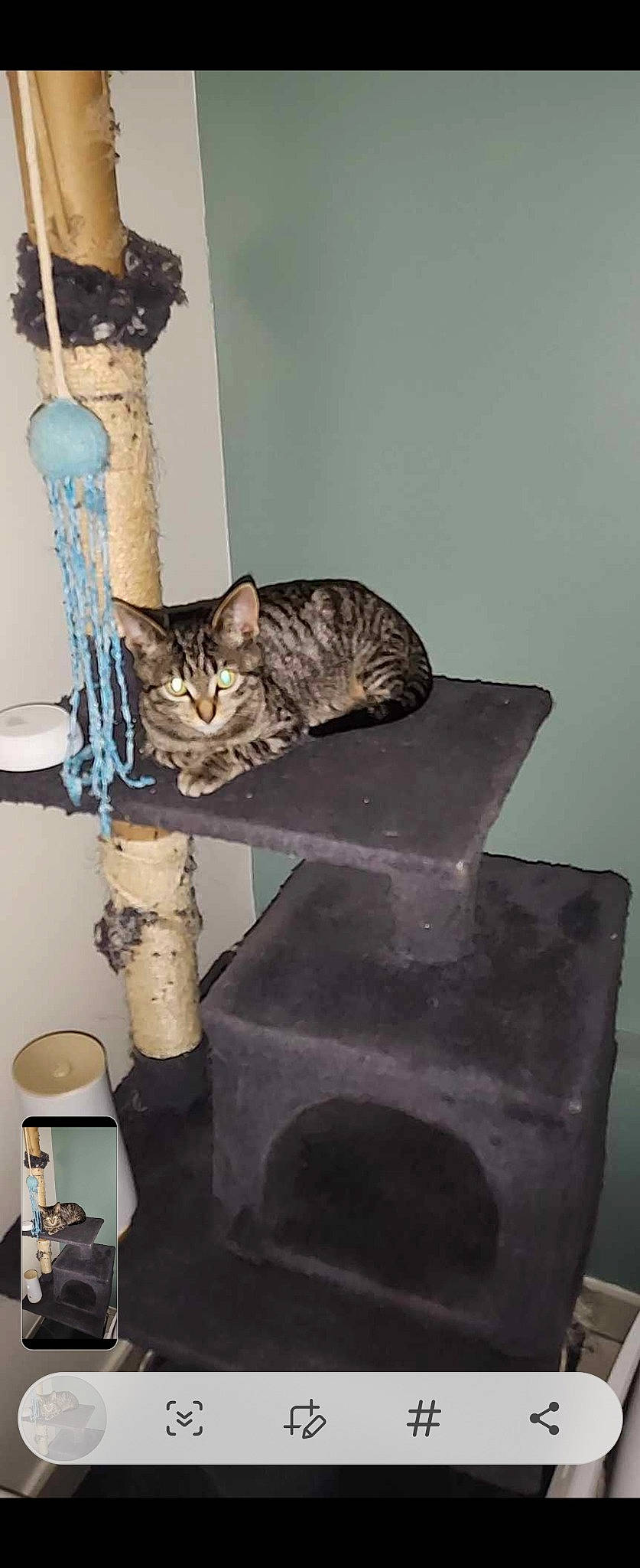 Filou a rejoint le concours — aidez-le/la à gagner de superbes lots ! art, carnivore, cat, cat_supply, domestic_short_haired_cat, felidae, fur, room, small_to_medium_sized_cats, tail, terrestrial_animal, whiskers