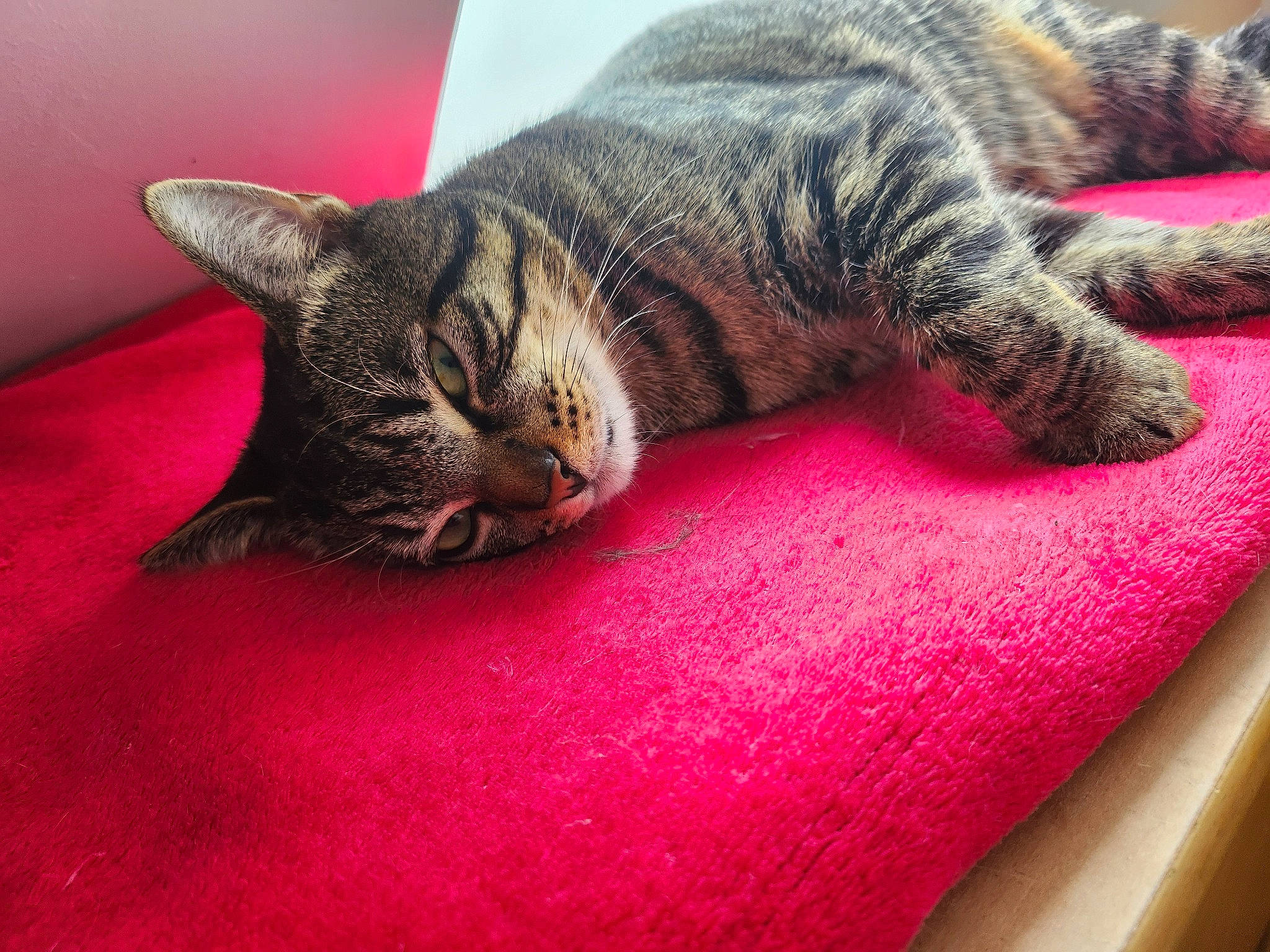 Filou participe au concours pour gagner de l'argent avec cette photo : carnivore, carpet, cat, claw, close_up, comfort, domestic_short_haired_cat, felidae, flooring, fur, grass, nap, paw, sleep, small_to_medium_sized_cats, snout, tail, textile, whiskers, wood