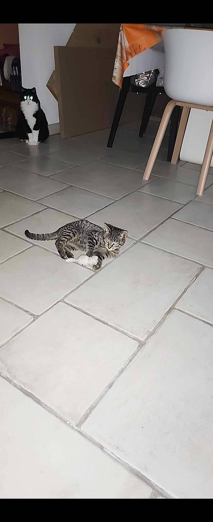 Filou a rejoint le concours — aidez-le/la à gagner de superbes lots ! carnivore, cat, domestic_short_haired_cat, felidae, floor, flooring, fur, grey, hardwood, metal, road_surface, room, small_to_medium_sized_cats, snout, tail, terrestrial_animal, tile, tile_flooring, whiskers, wood