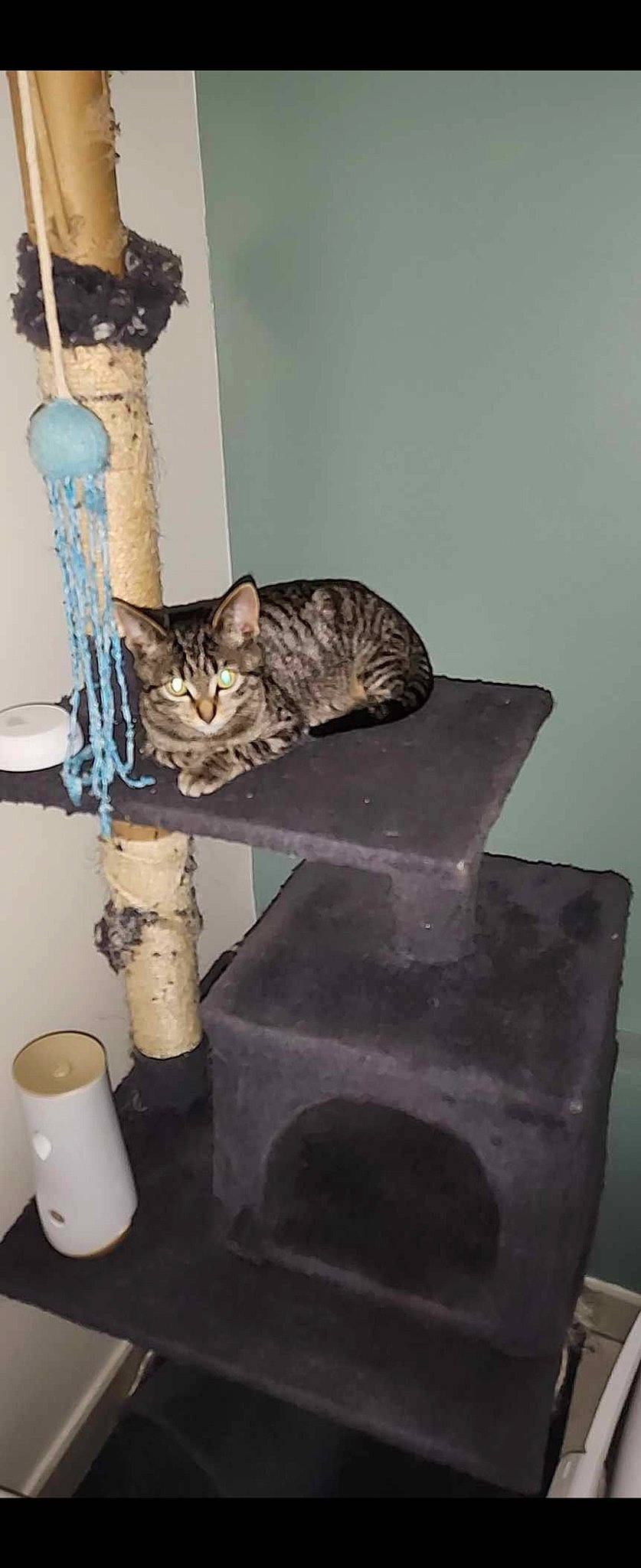 Filou participe au concours pour gagner de l'argent avec cette photo : carnivore, cat, cat_supply, domestic_short_haired_cat, felidae, fur, household_supply, paper_towel, room, small_to_medium_sized_cats, tail, terrestrial_animal, tissue_paper, whiskers