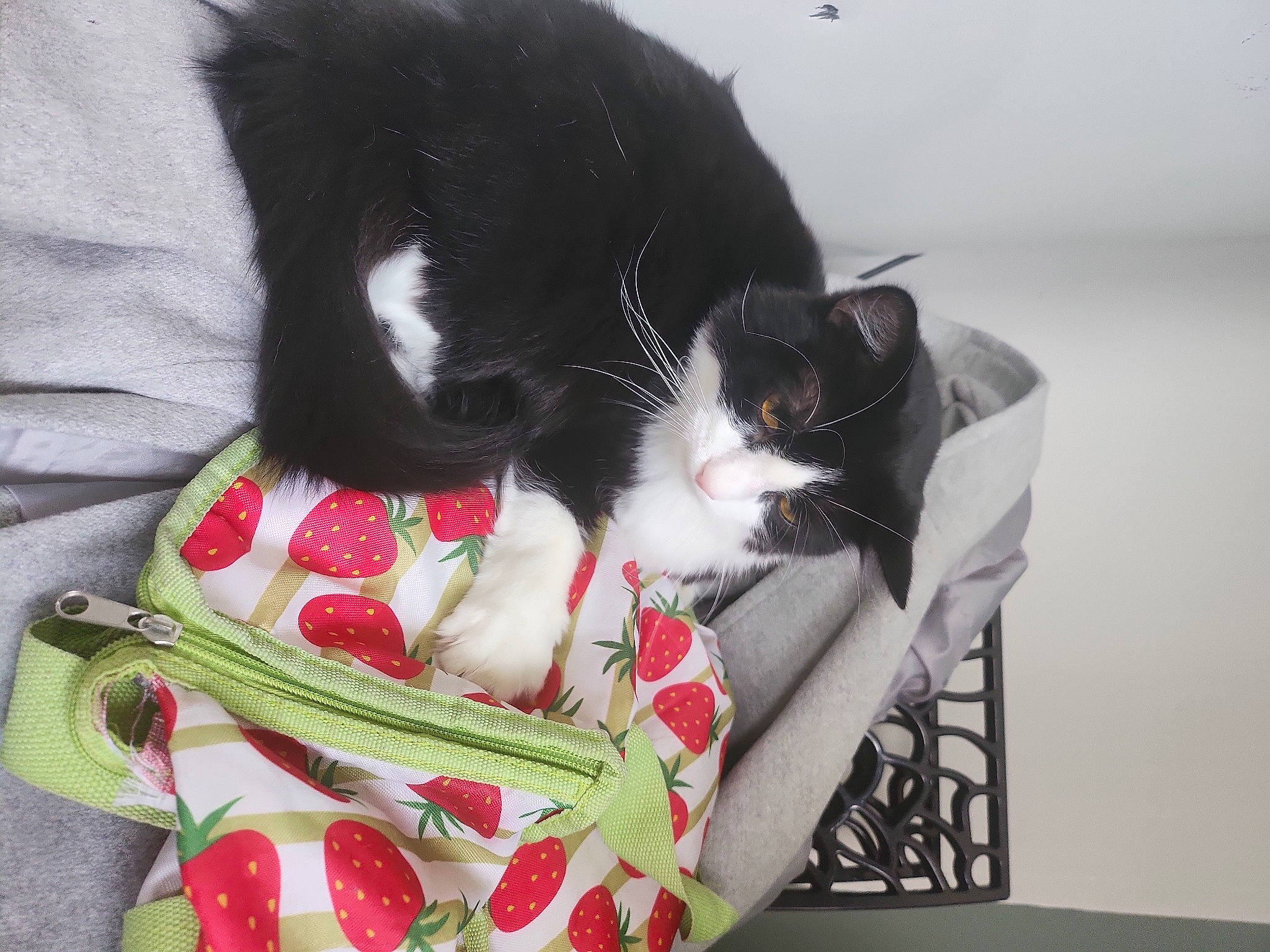 Felix a rejoint le concours — aidez-le/la à gagner de superbes lots ! bag, black_cat, box, carmine, carnivore, cat, cat_supply, comfort, domestic_short_haired_cat, felidae, fur, lap, linens, luggage_and_bags, pattern, plant, small_to_medium_sized_cats, tail, tartan, whiskers