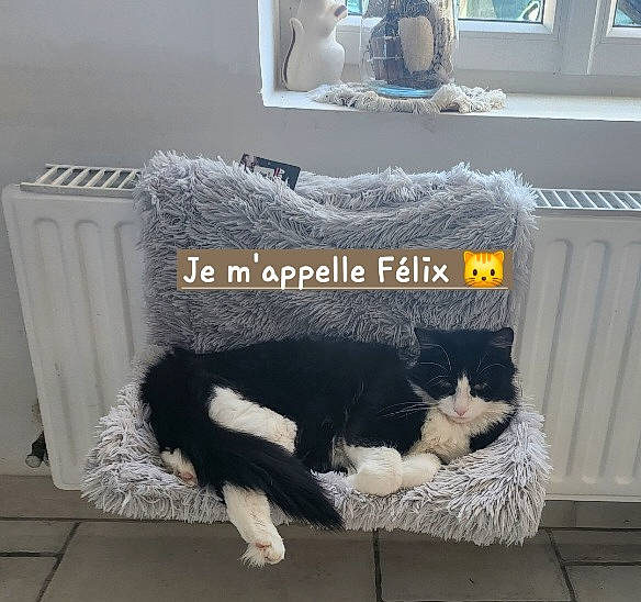 Felix a rejoint le concours — aidez-le/la à gagner de superbes lots ! art, black, carnivore, cat, comfort, felidae, flooring, fur, grey, hardwood, mammal, picture_frame, small_to_medium_sized_cats, tail, textile, vertebrate, whiskers, white, window, wood