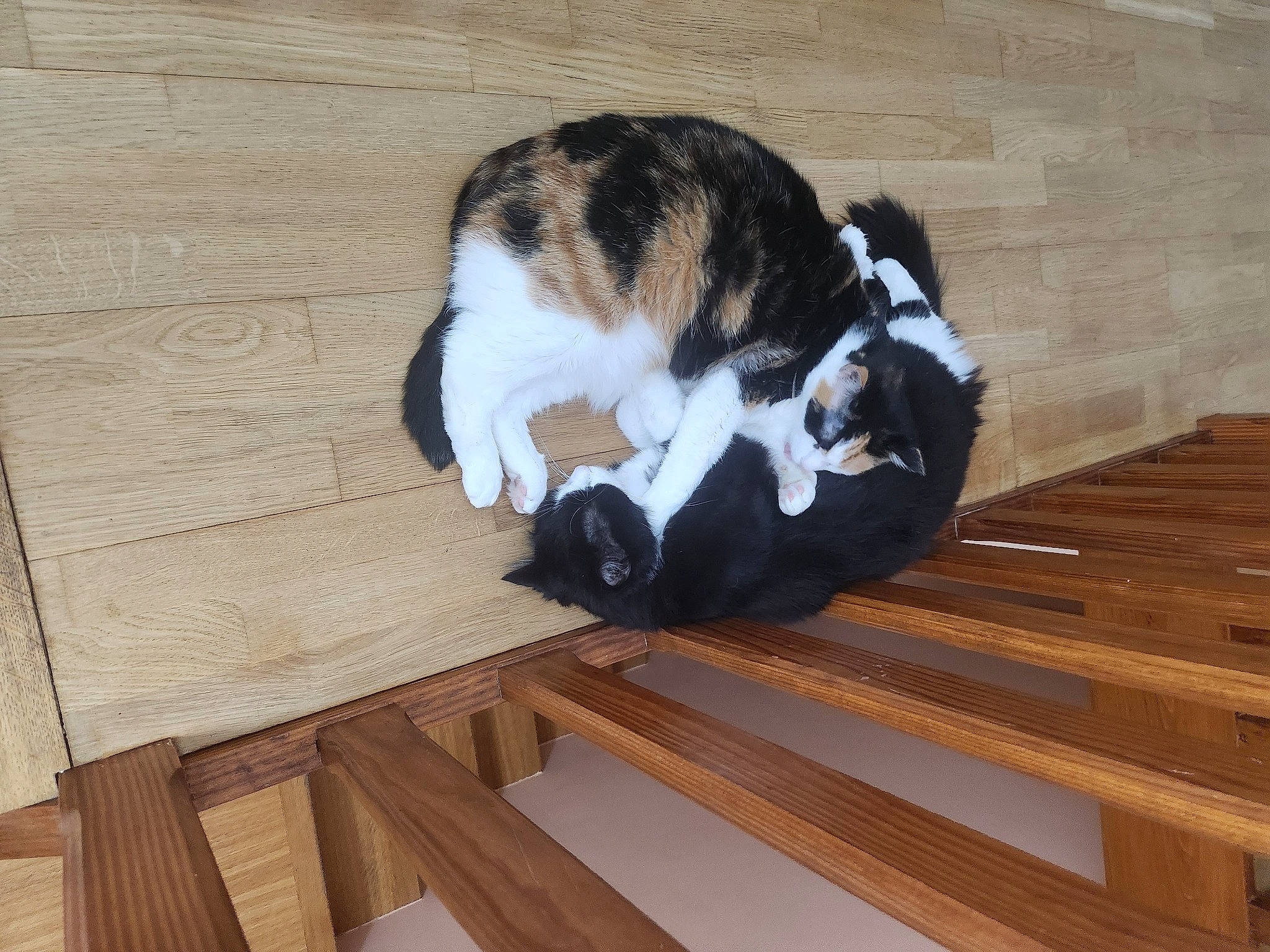 Felix participe au concours pour gagner de l'argent avec cette photo : carnivore, cat, comfort, companion_dog, dog_breed, felidae, floor, flooring, hardwood, laminate_flooring, plank, small_to_medium_sized_cats, snout, tail, terrestrial_animal, varnish, whiskers, wood, wood_flooring, wood_stain