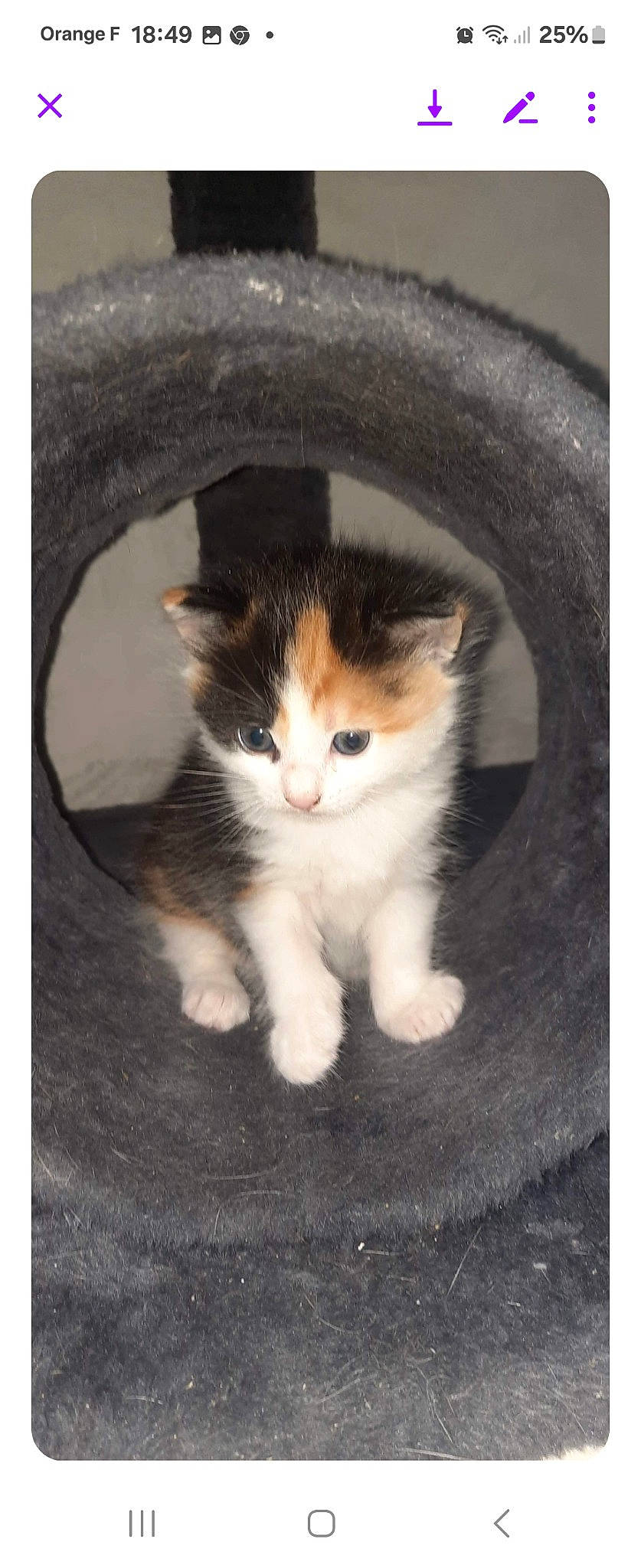 Minette participe au concours pour gagner de l'argent avec cette photo : art, carnivore, cat, domestic_short_haired_cat, felidae, foot, fur, grass, paw, photo_caption, small_to_medium_sized_cats, snout, tail, terrestrial_animal, whiskers, wood