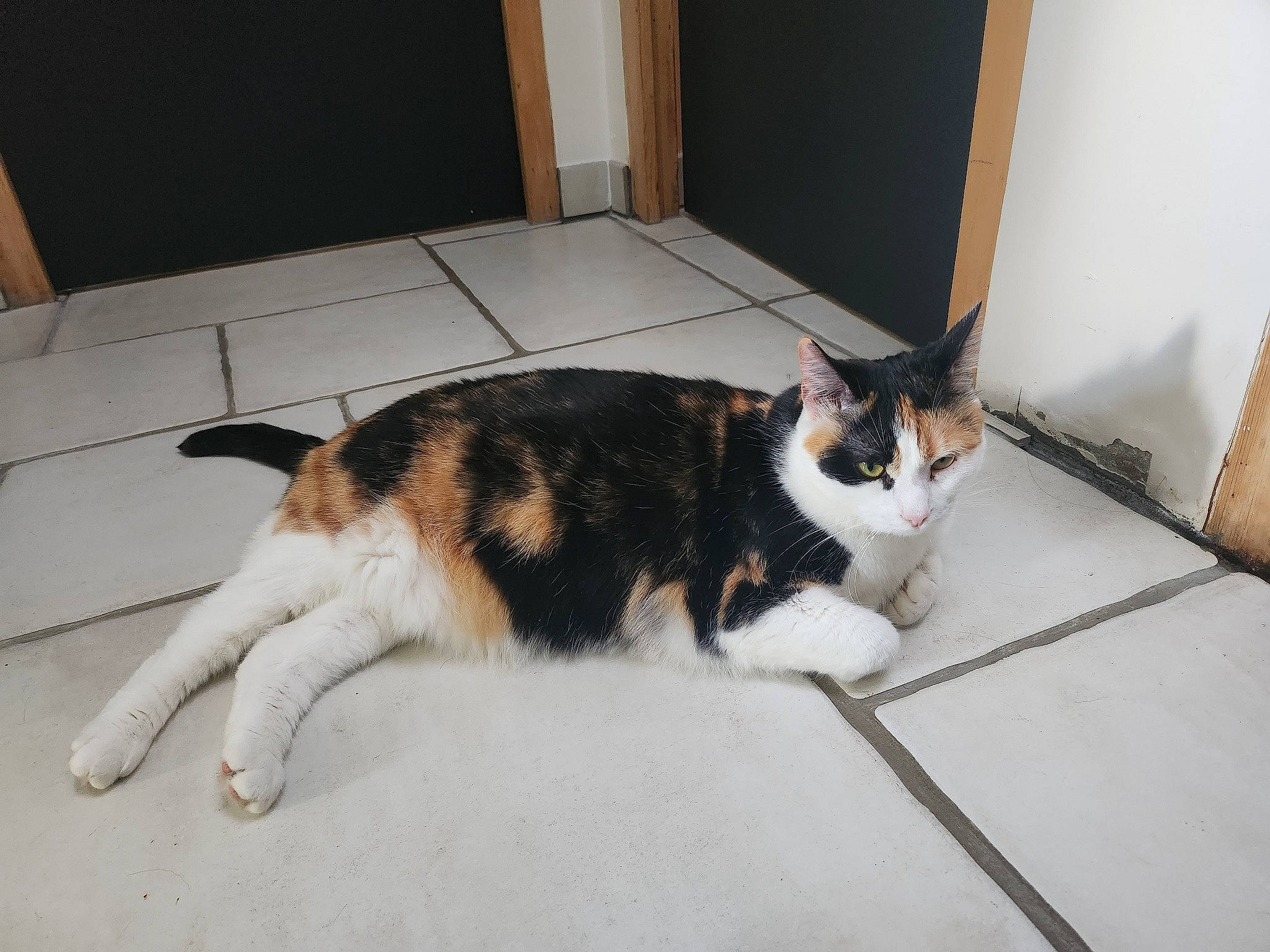 Minette participe au concours pour gagner de l'argent avec cette photo : carnivore, cat, comfort, domestic_short_haired_cat, door, felidae, floor, flooring, fur, hardwood, paw, room, small_to_medium_sized_cats, tail, whiskers, wood