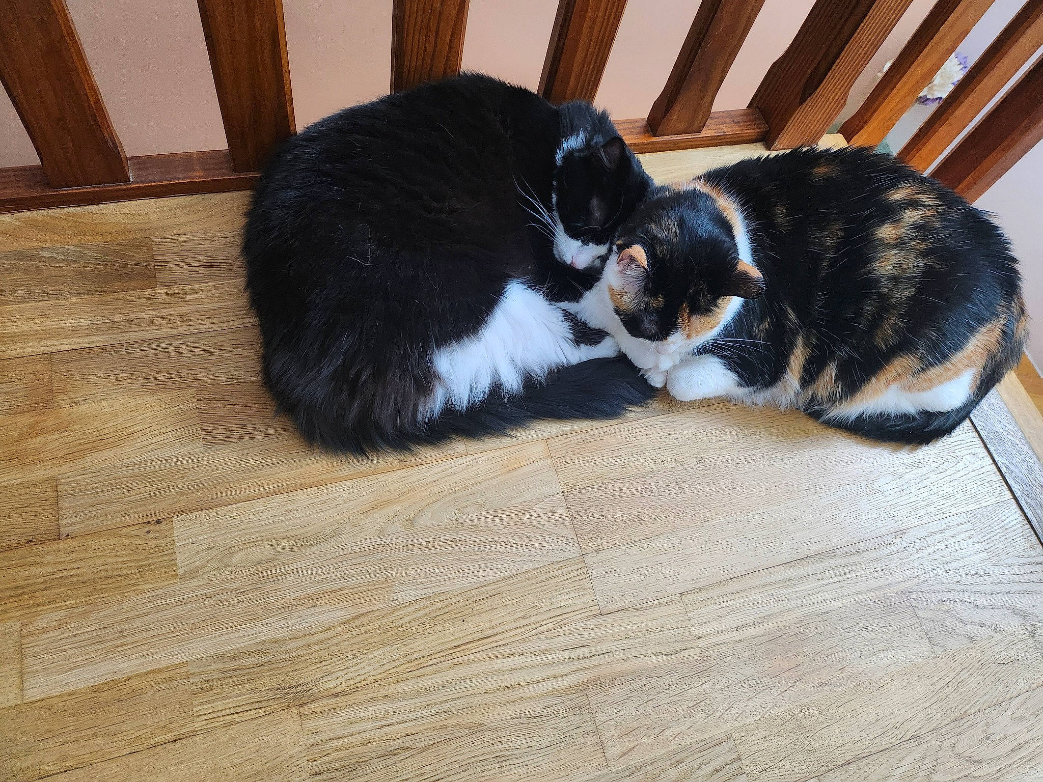 Minette participe au concours pour gagner de l'argent avec cette photo : carnivore, cat, comfort, dog_breed, domestic_short_haired_cat, felidae, floor, flooring, fur, hardwood, laminate_flooring, plank, small_to_medium_sized_cats, snout, tail, varnish, whiskers, wood, wood_flooring, wood_stain