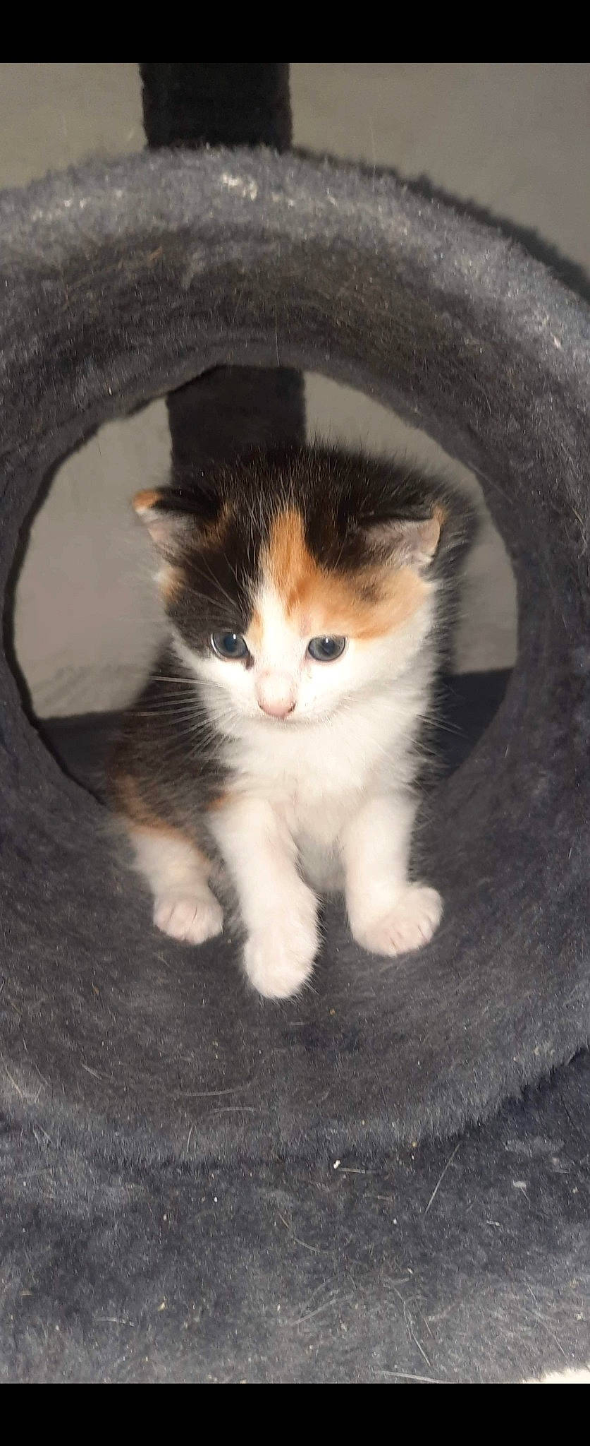 Minette a rejoint le concours — aidez-le/la à gagner de superbes lots ! carnivore, cat, claw, domestic_short_haired_cat, fawn, felidae, flooring, foot, fur, grass, paw, sitting, small_to_medium_sized_cats, snout, tail, terrestrial_animal, whiskers, window, wood