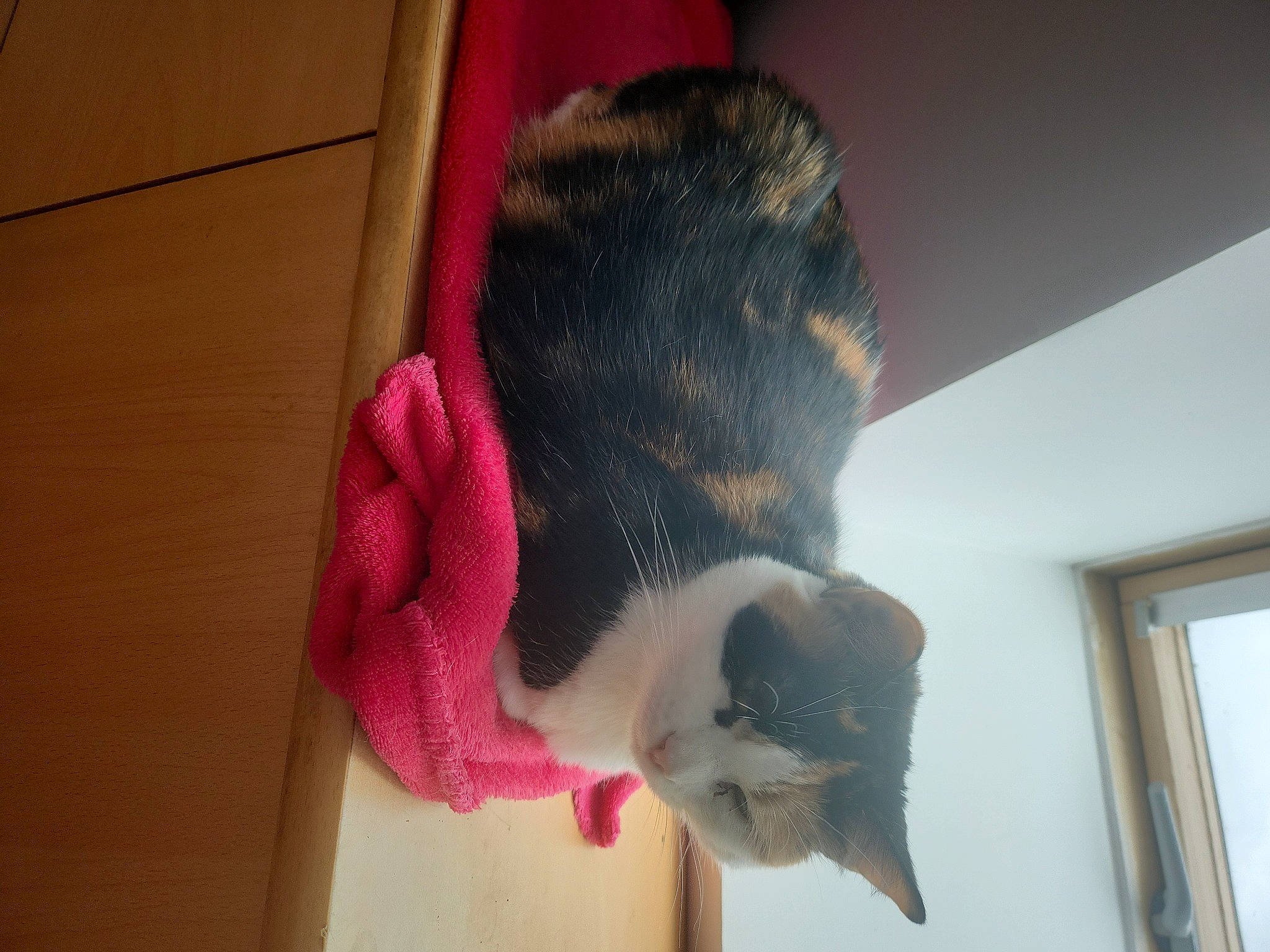 Minette a rejoint le concours — aidez-le/la à gagner de superbes lots ! canidae, carnivore, cat, domestic_short_haired_cat, fawn, felidae, flooring, fur, hat, mammal, pet_supply, small_to_medium_sized_cats, snout, sporting_group, tail, vertebrate, whiskers, window, wool, woolen