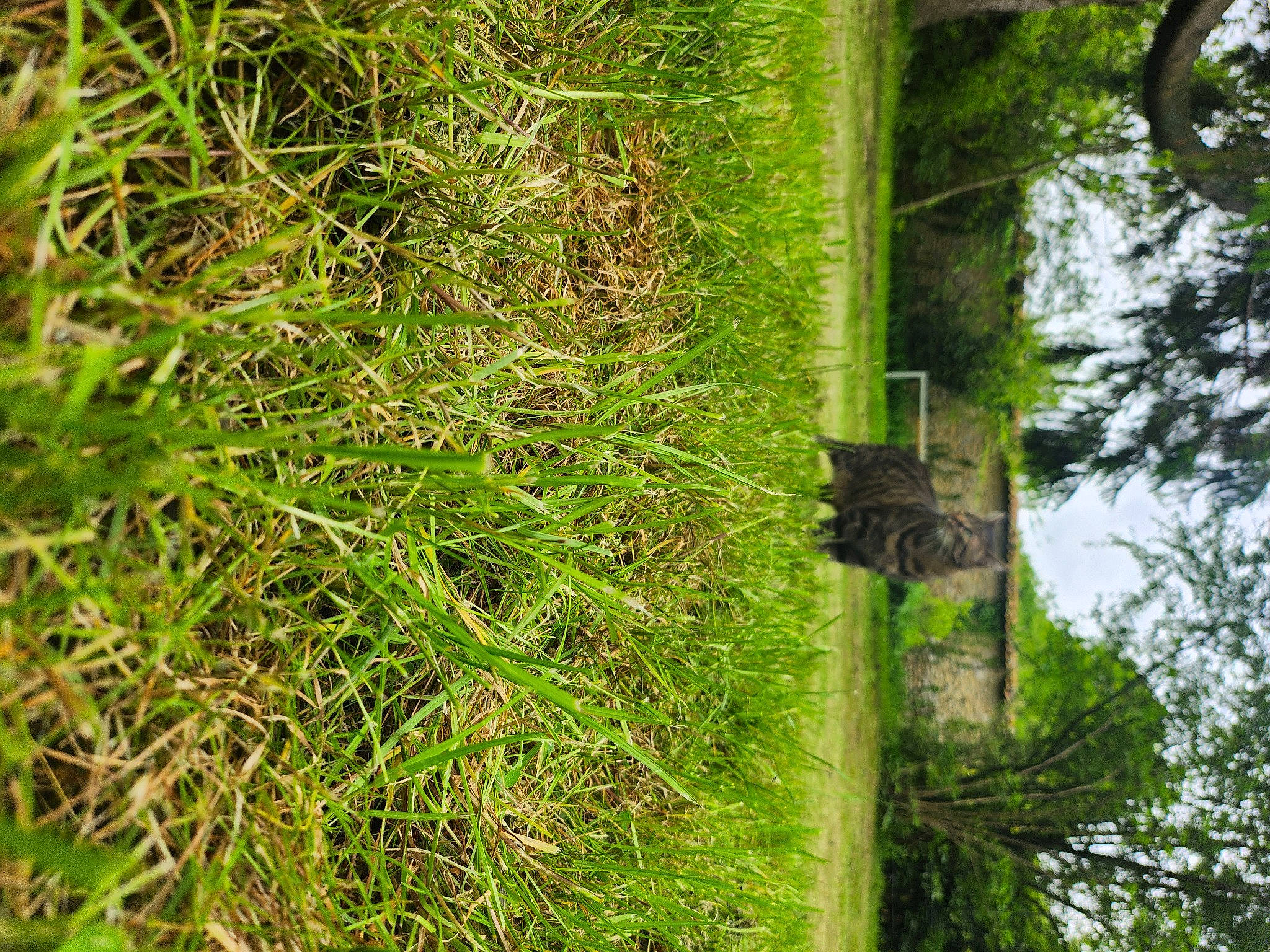 Nino a rejoint le concours — aidez-le/la à gagner de superbes lots ! cross, evergreen, forest, grass, grass_family, groundcover, herbaceous_plant, natural_landscape, northern_hardwood_forest, plant, plant_stem, shrub, temperate_broadleaf_and_mixed_forest, terrestrial_plant, tree, trunk, twig, vascular_plant, vegetation, wood