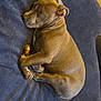 Titan is registered to the contest to win money with this photo: animal, bed, brown_dog, canine, comfort, cozy, curled_up, cushion, dog, domestic, fur, indoor, napping, paw, peaceful, pet, quiet, relaxed, resting, sleeping