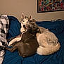 Titan joined the competition — help win amazing prizes! animal, bed, bedroom, blanket, blue_bedspread, canine, companion, cozy, cuddling, cute, dog, fur, head_tilt, husky, indoor, pets, pit_bull, resting, vintage_posters, wall_poster