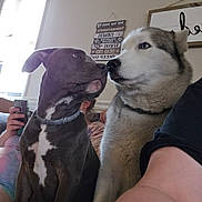 Titan is registered to the contest to win money with this photo: animal, casual, closeup, collar, couch, dog, friendship, furniture, husky, indoor, living_room, people, pets, phone, pitbull, relaxing, seated, tattoo, wall_decor, window
